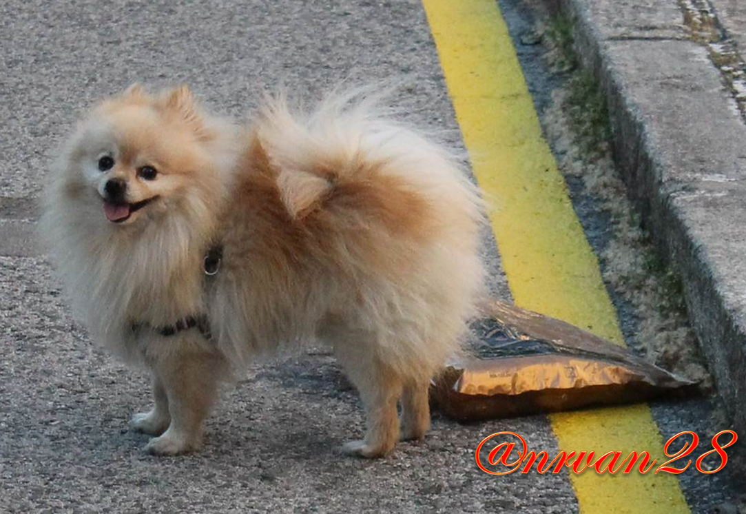Pippo.png