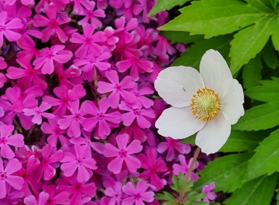 SmartSelect_20210501-185513_Gallery.jpg