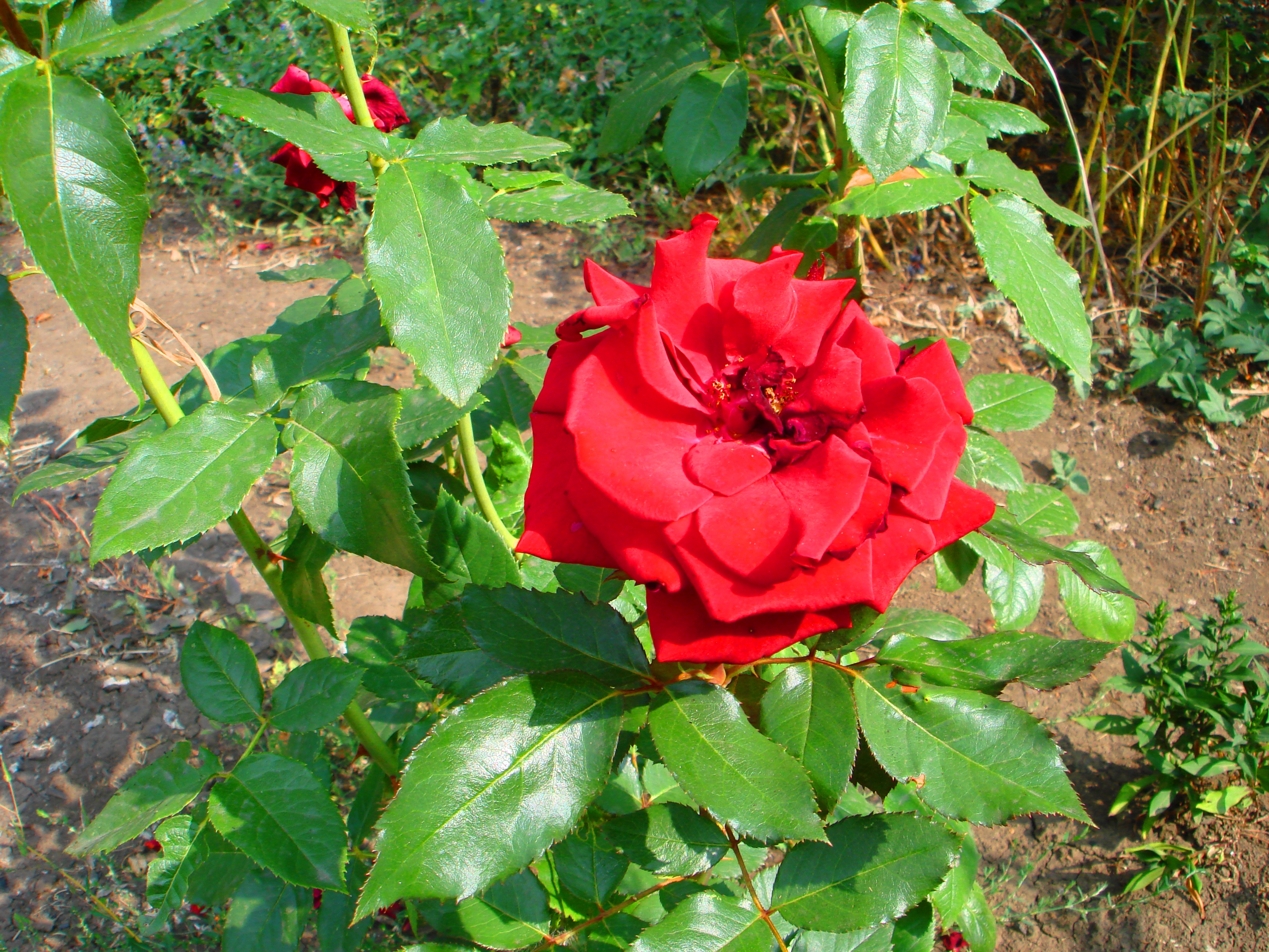 DSC01692-22222222.jpg