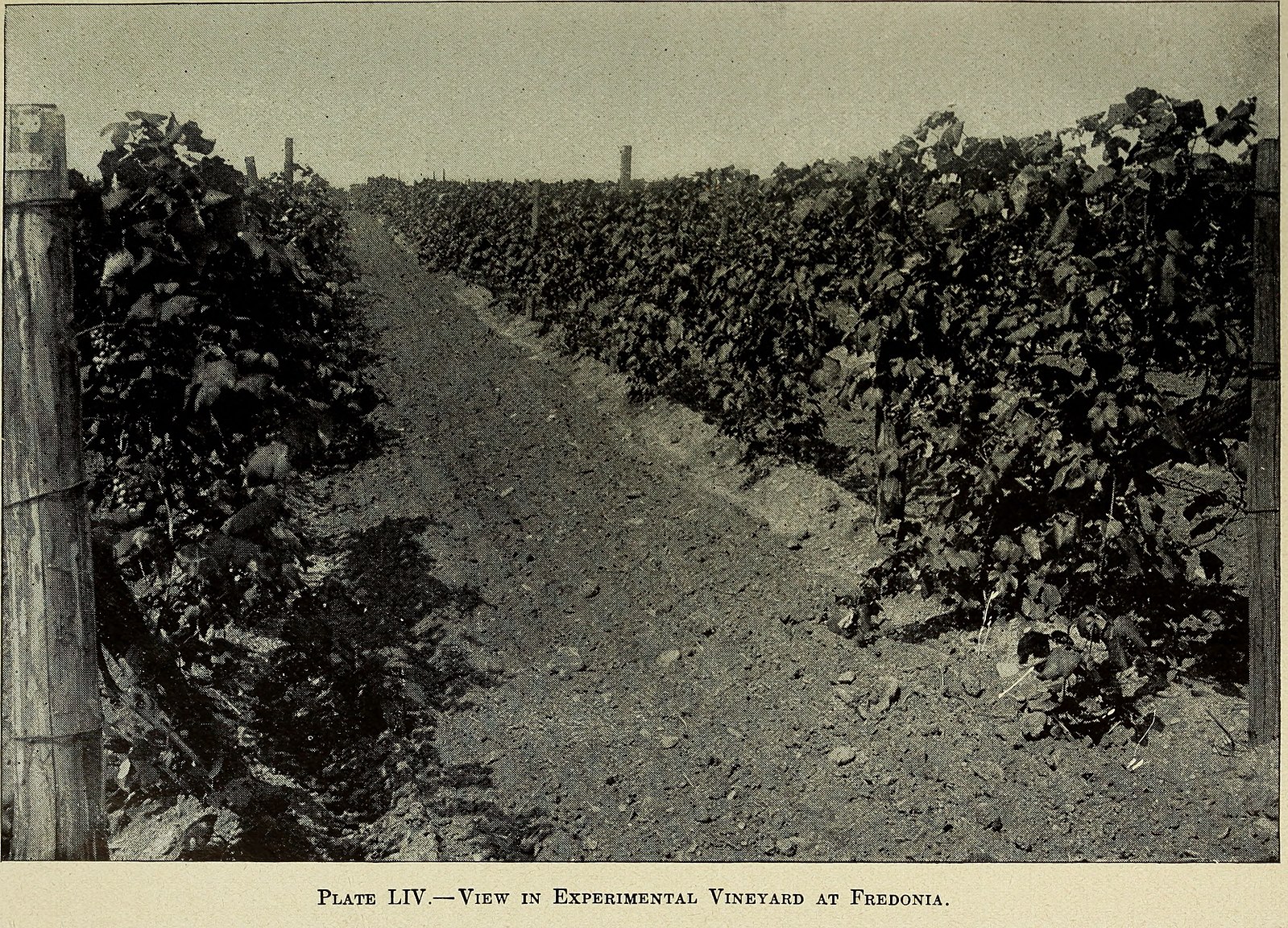 Annual_report_of_the_Board_of_Control_of_the_New_York_Agricultural_Experiment_Station_(1914)_(14595127070).jpg