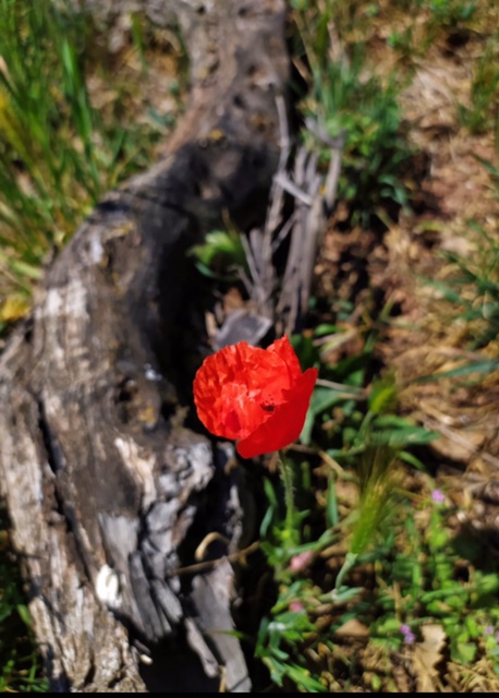 flor.jpg