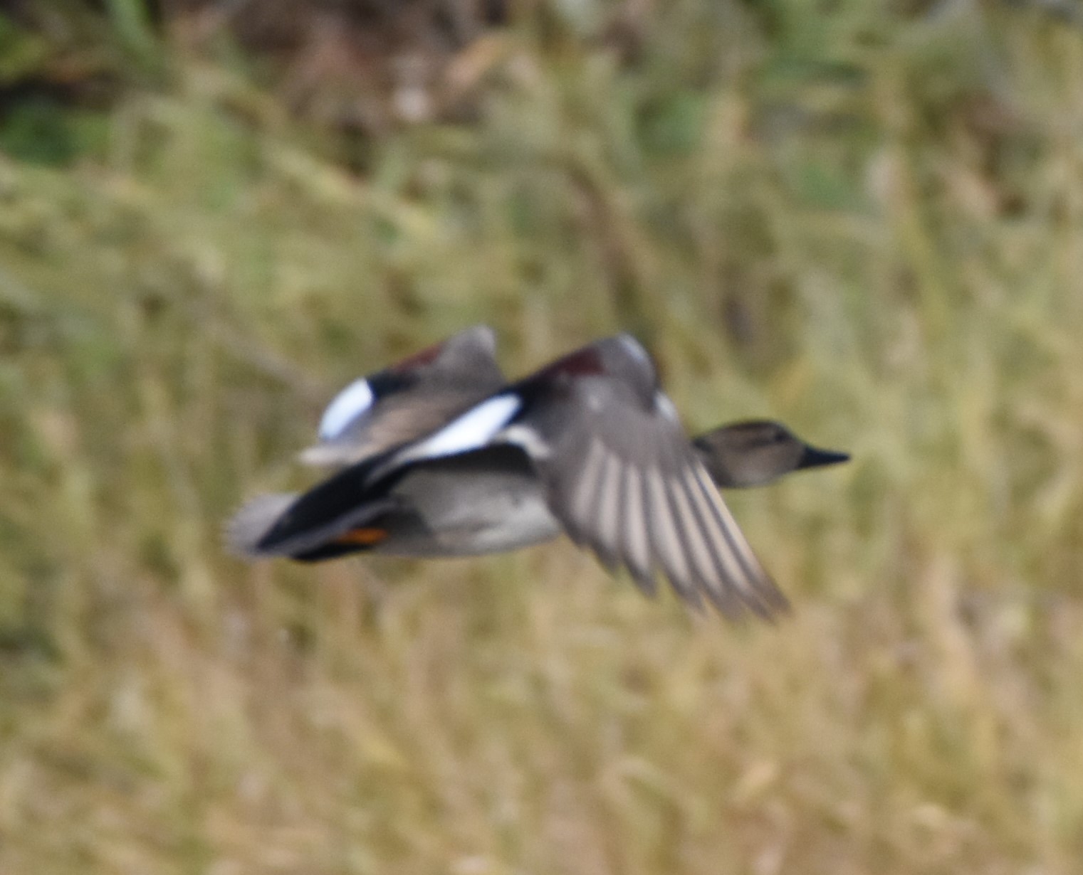 DSC_3390.JPG
