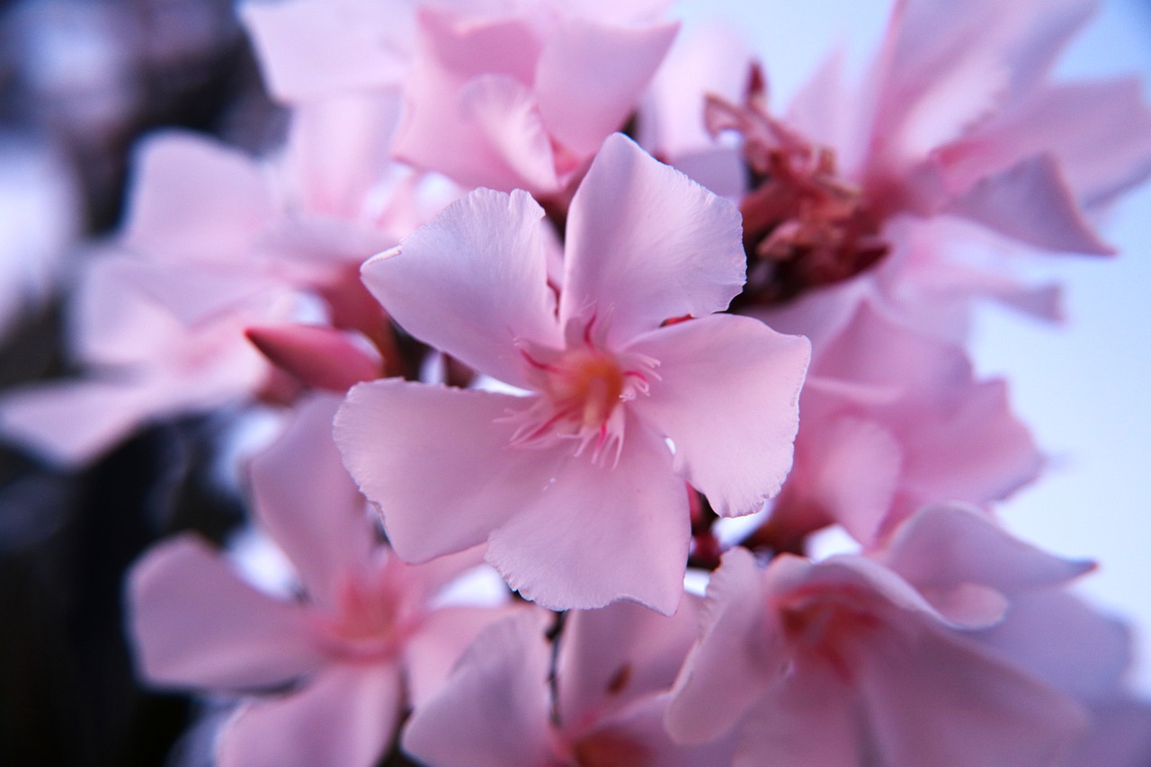 oleander-5427207_1280.jpg