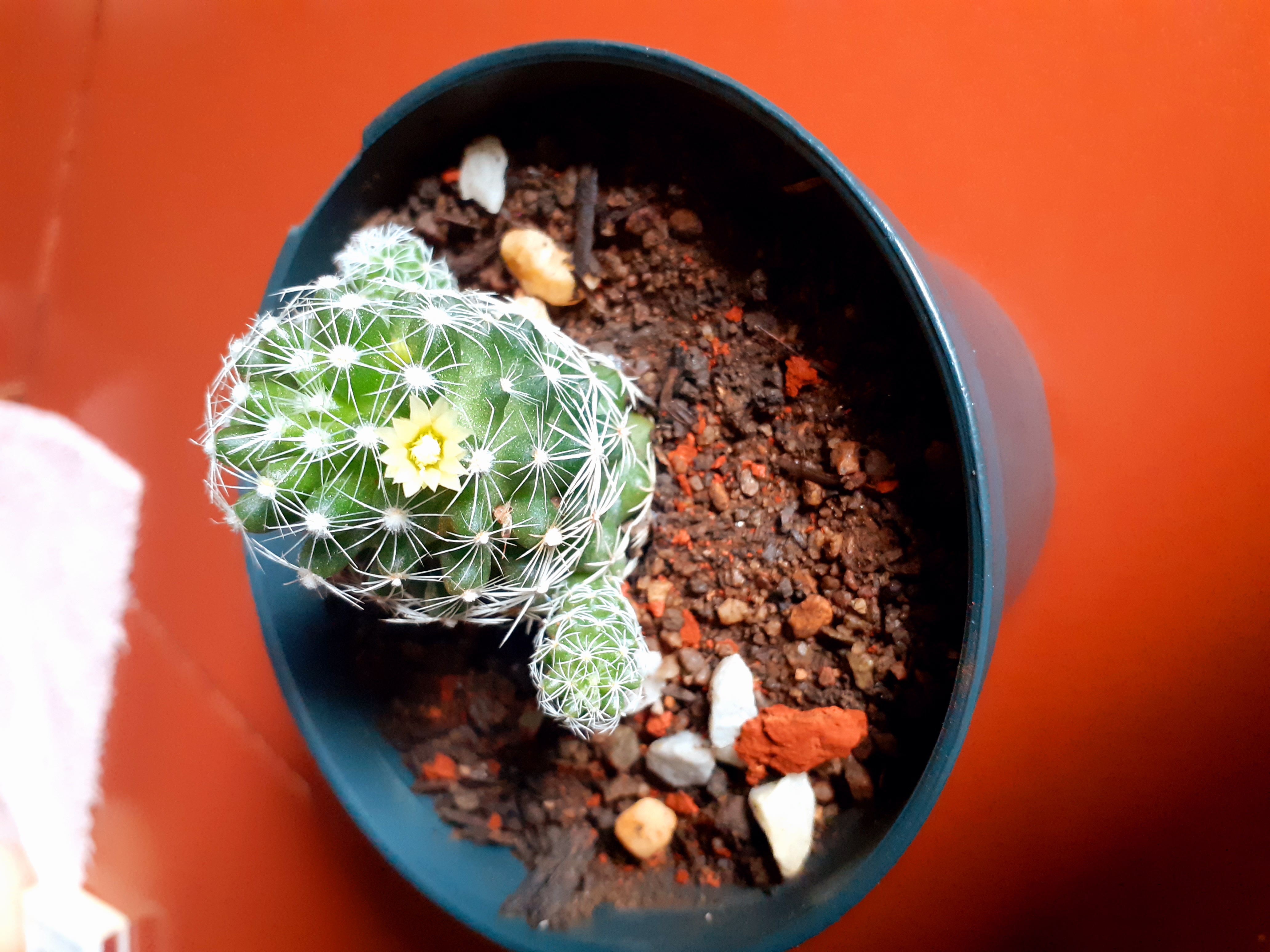 20210707_115037 (1).jpg