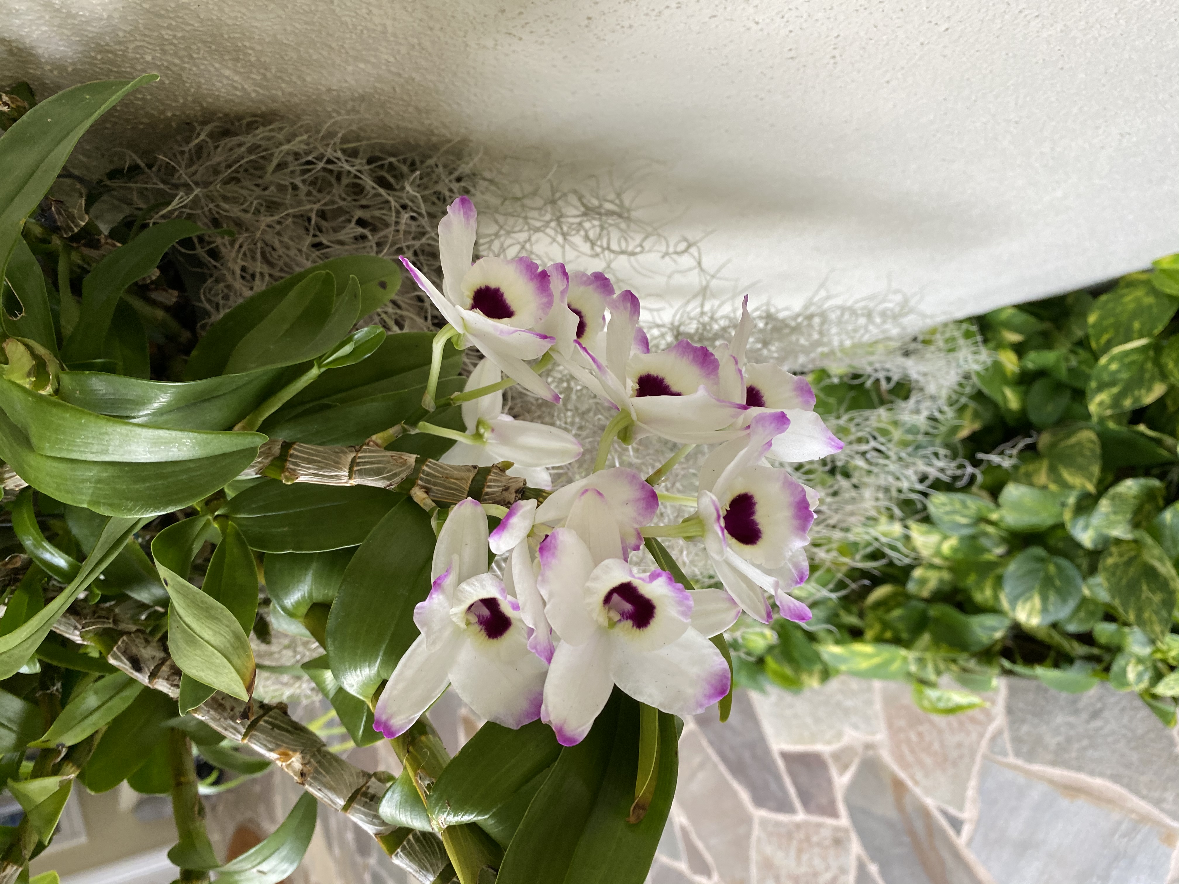 Fresh White Orchid Blooms