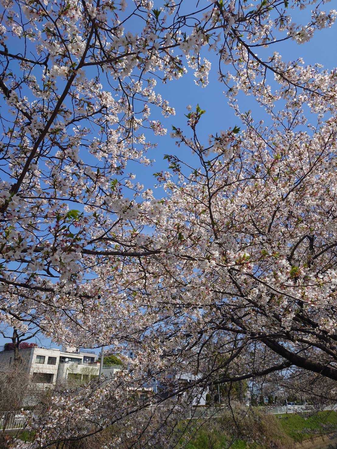 Sakura3.jpg