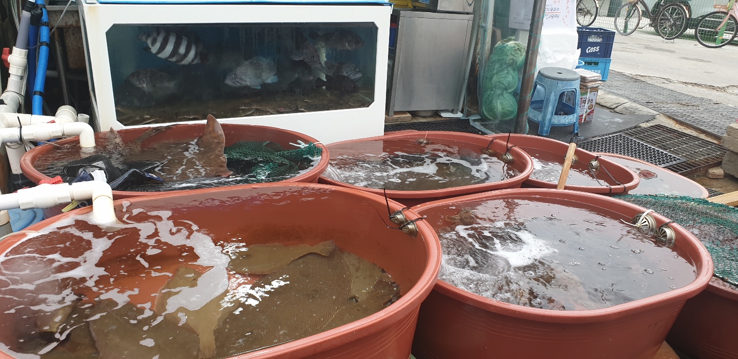정든횟집 삼척 회.jpg