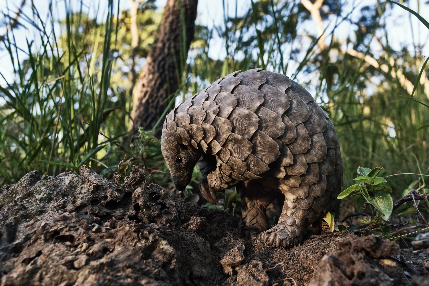 14-pangolin-dayk.jpg