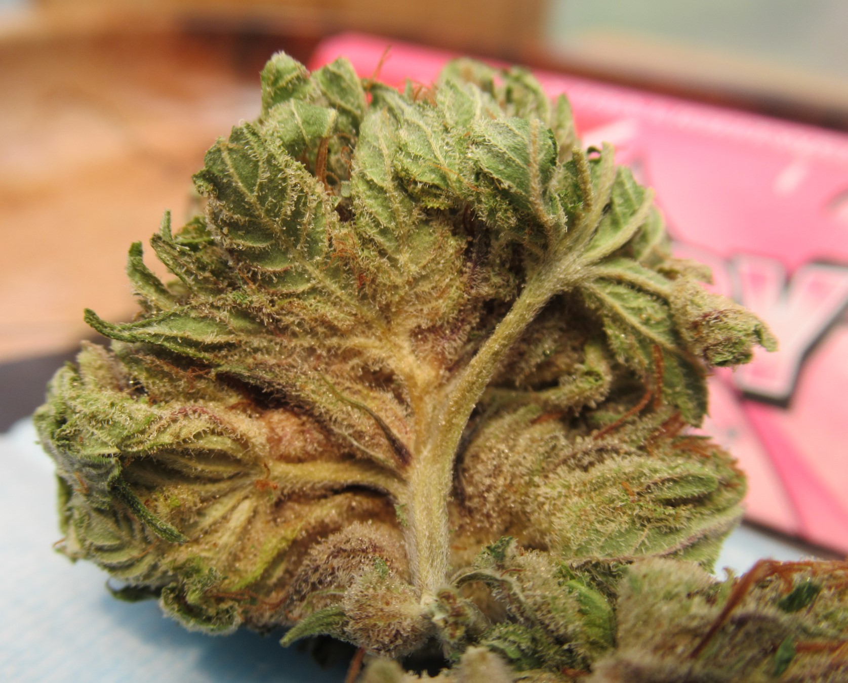 fullnugsplitbottom.jpg