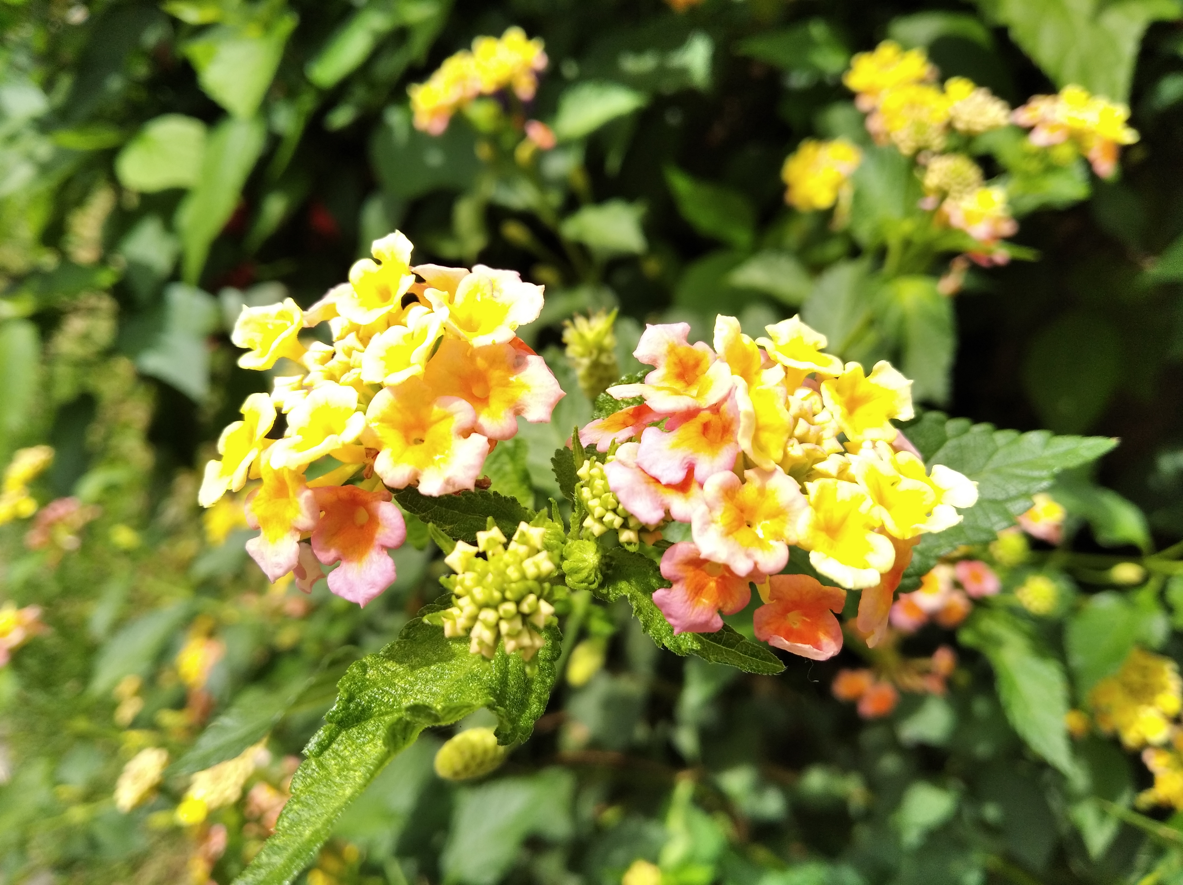 IMG_20200124_121354.jpg