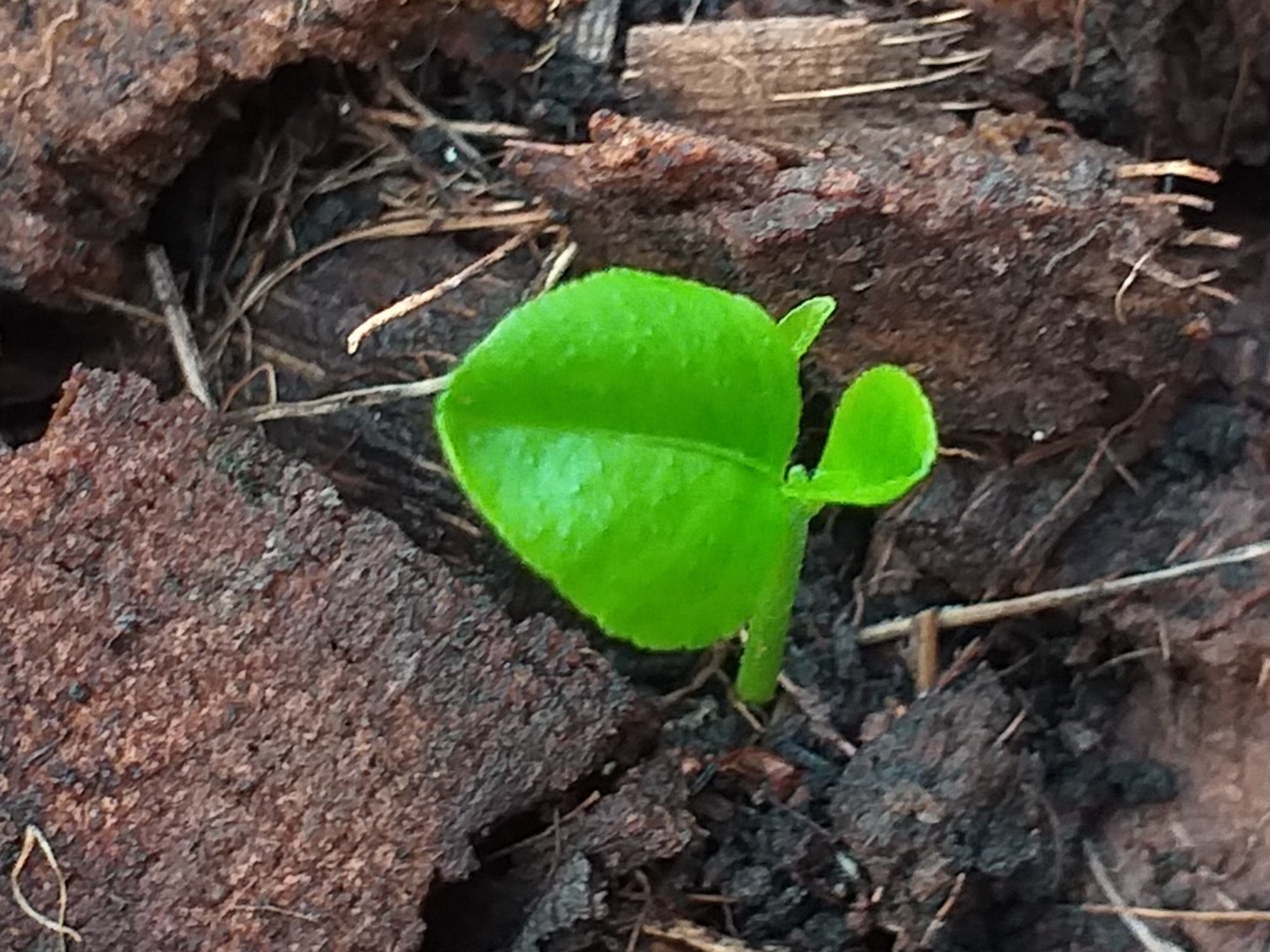 my garden54.jpg