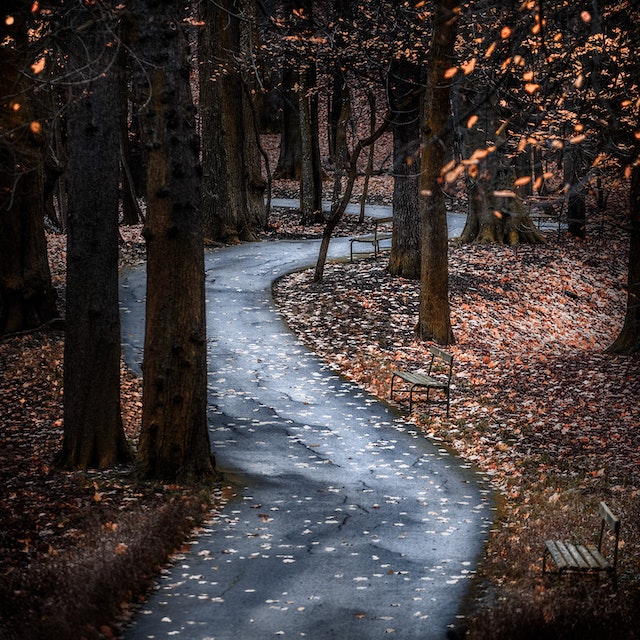pexels-simon-berger-1542857.jpg
