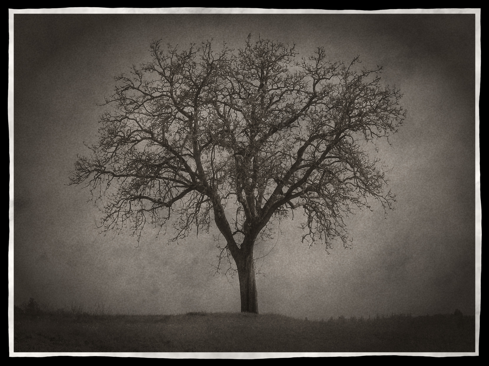 Der alte Baum DSCN6249.jpg