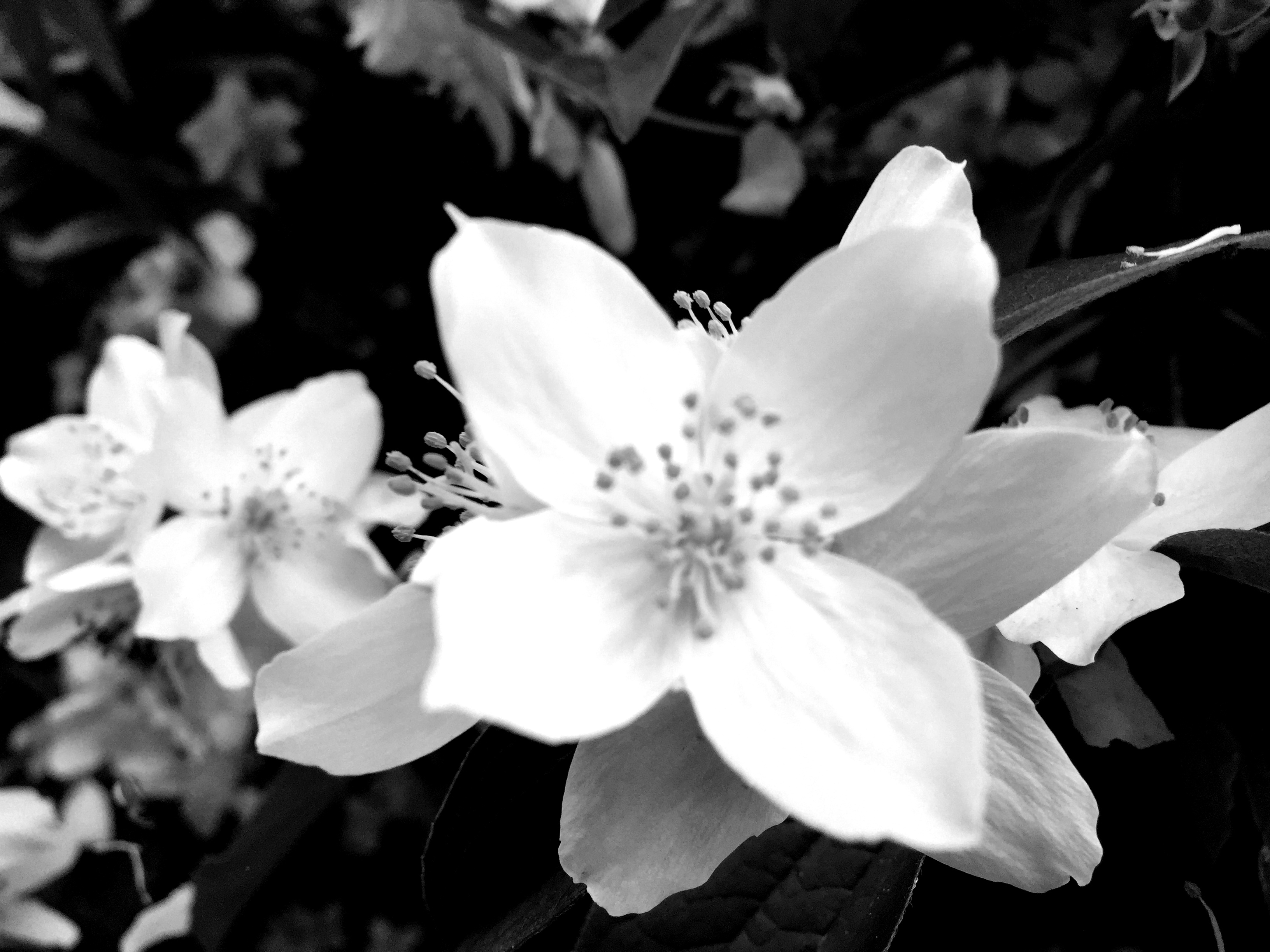 IMG4080BWkor.JPG