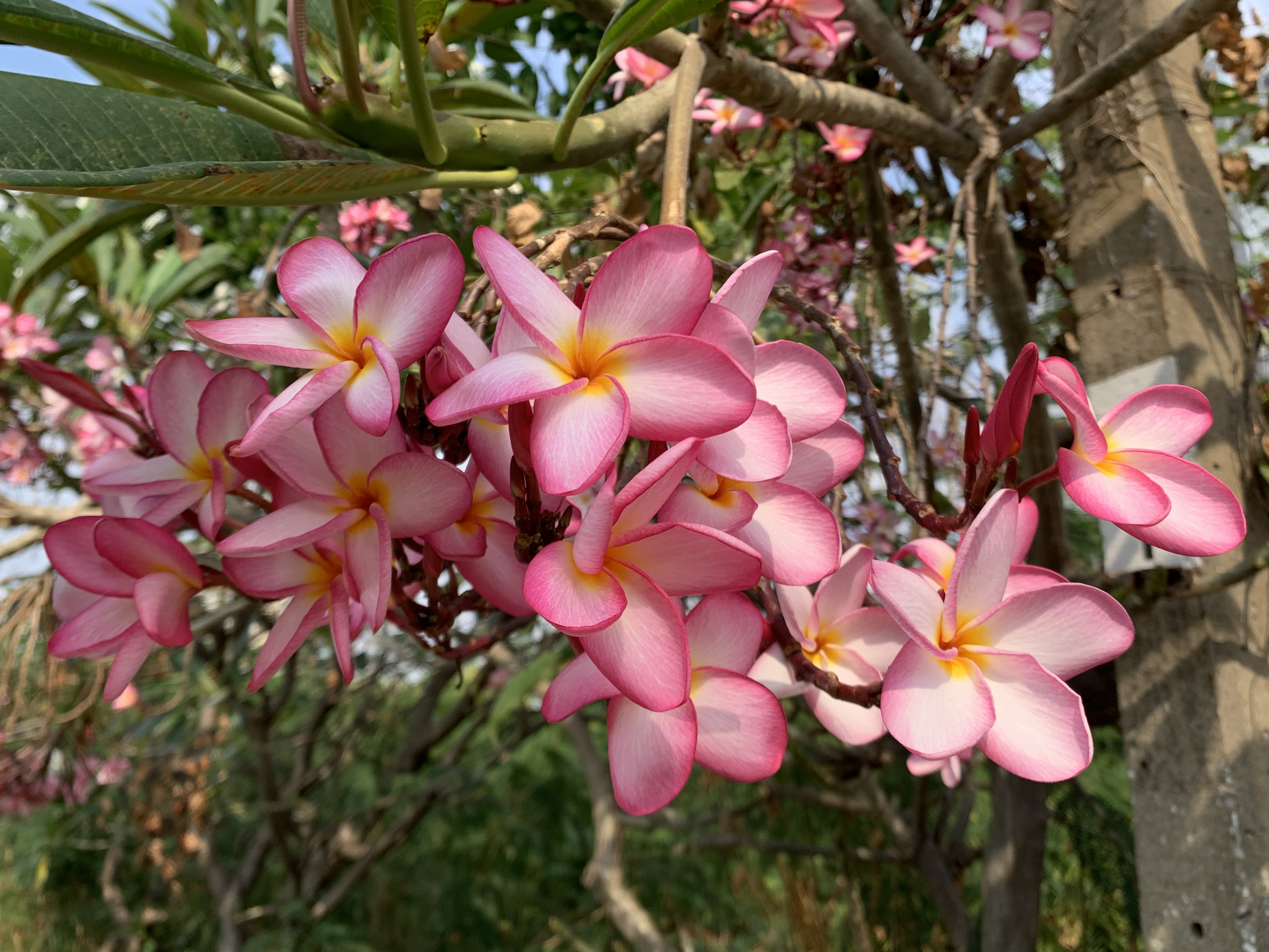 Beautiful flowers8.jpg