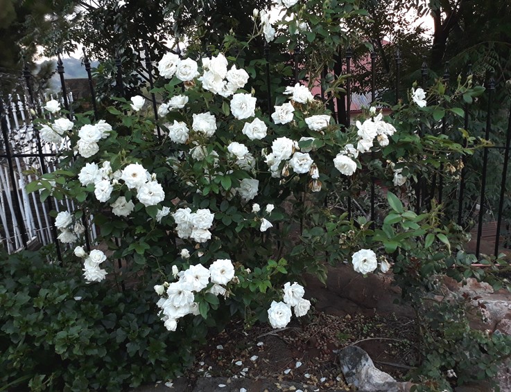 roses.jpg