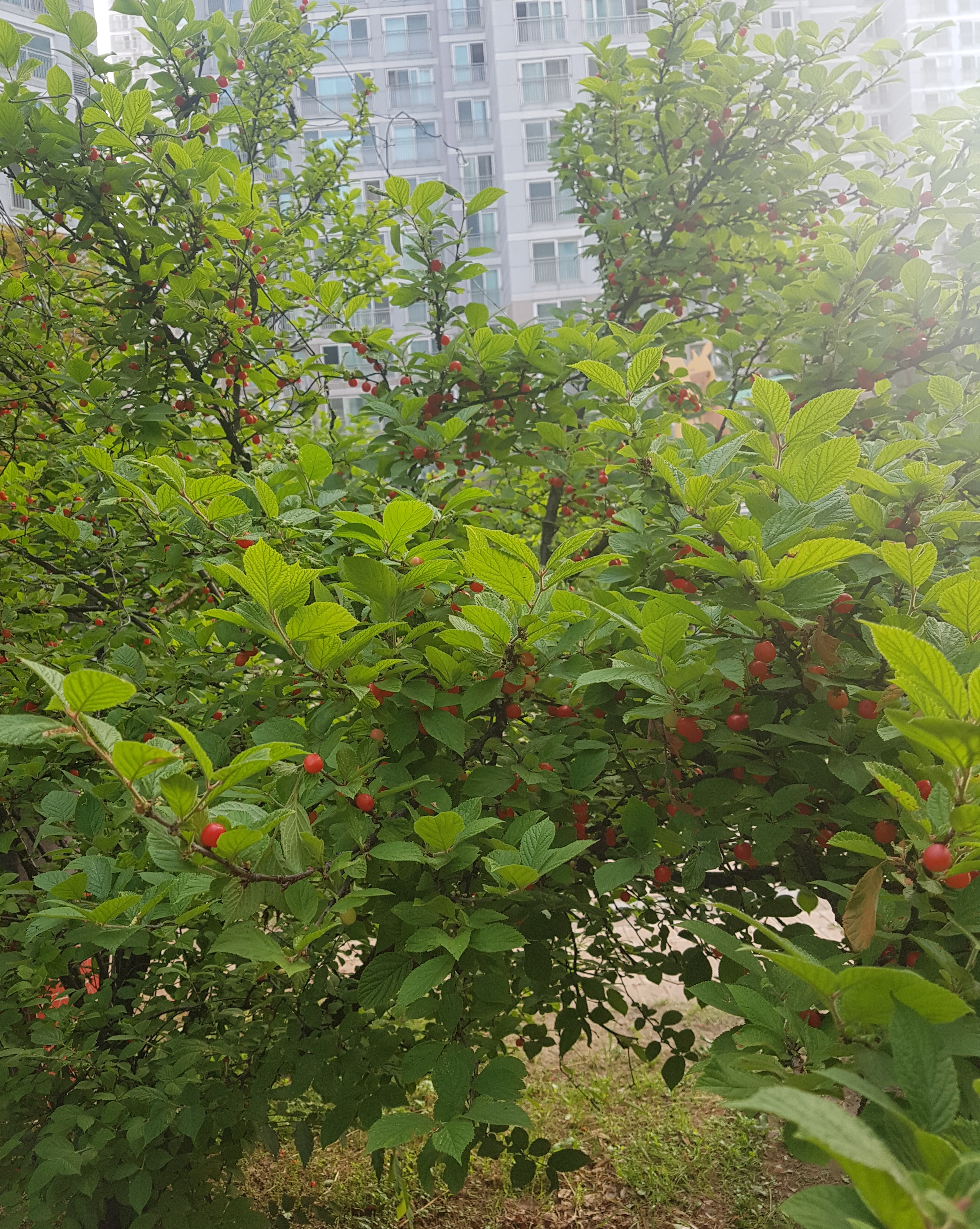 20180612_064337.jpg