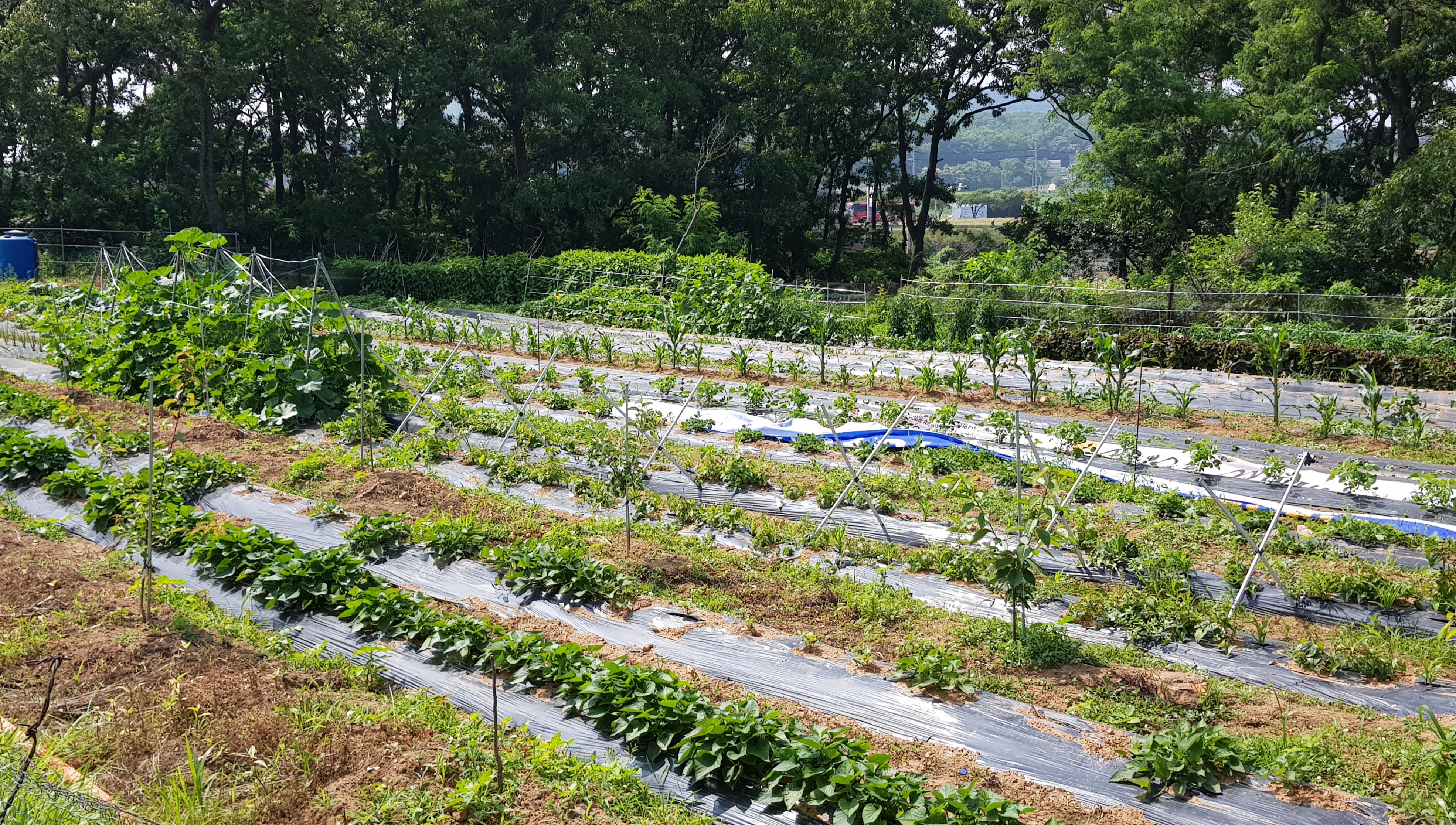 20190619_003114.jpg