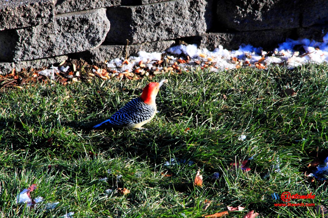 Red-bellied Woodpecker PFW02_0159.JPG