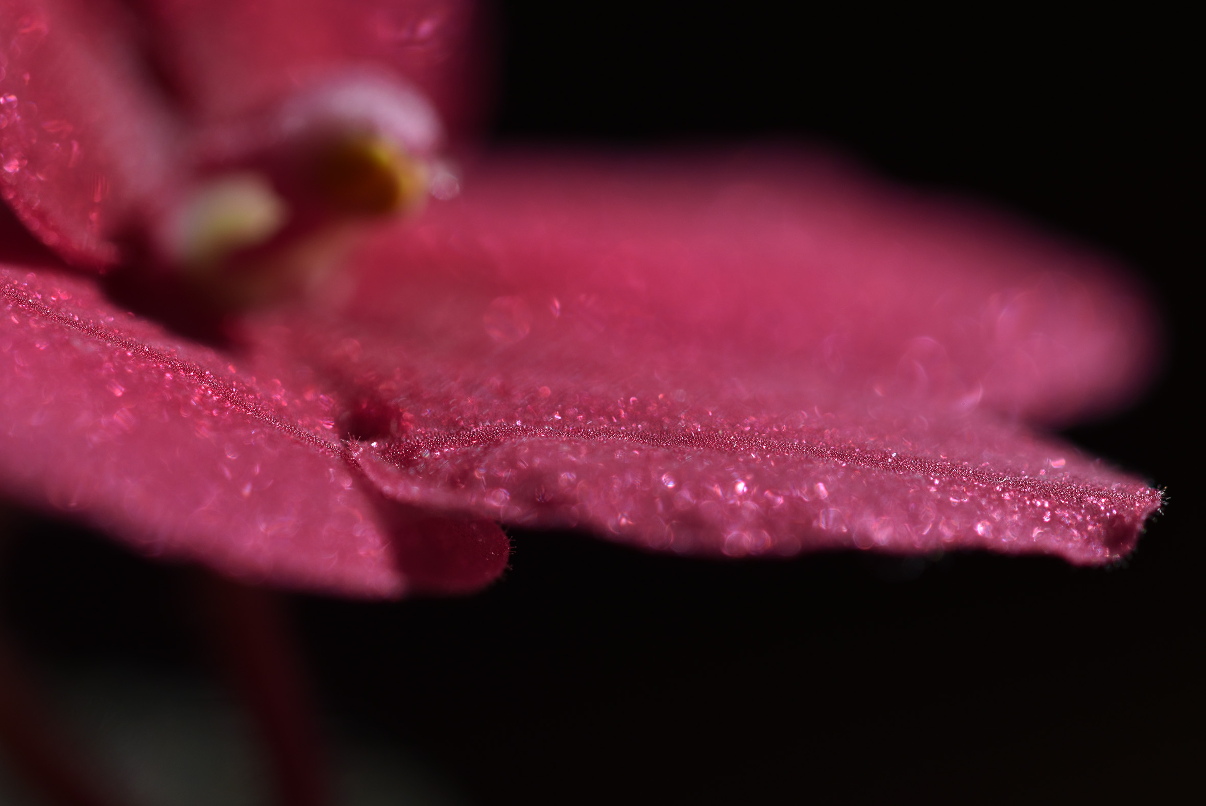 African Violet red 3.jpg