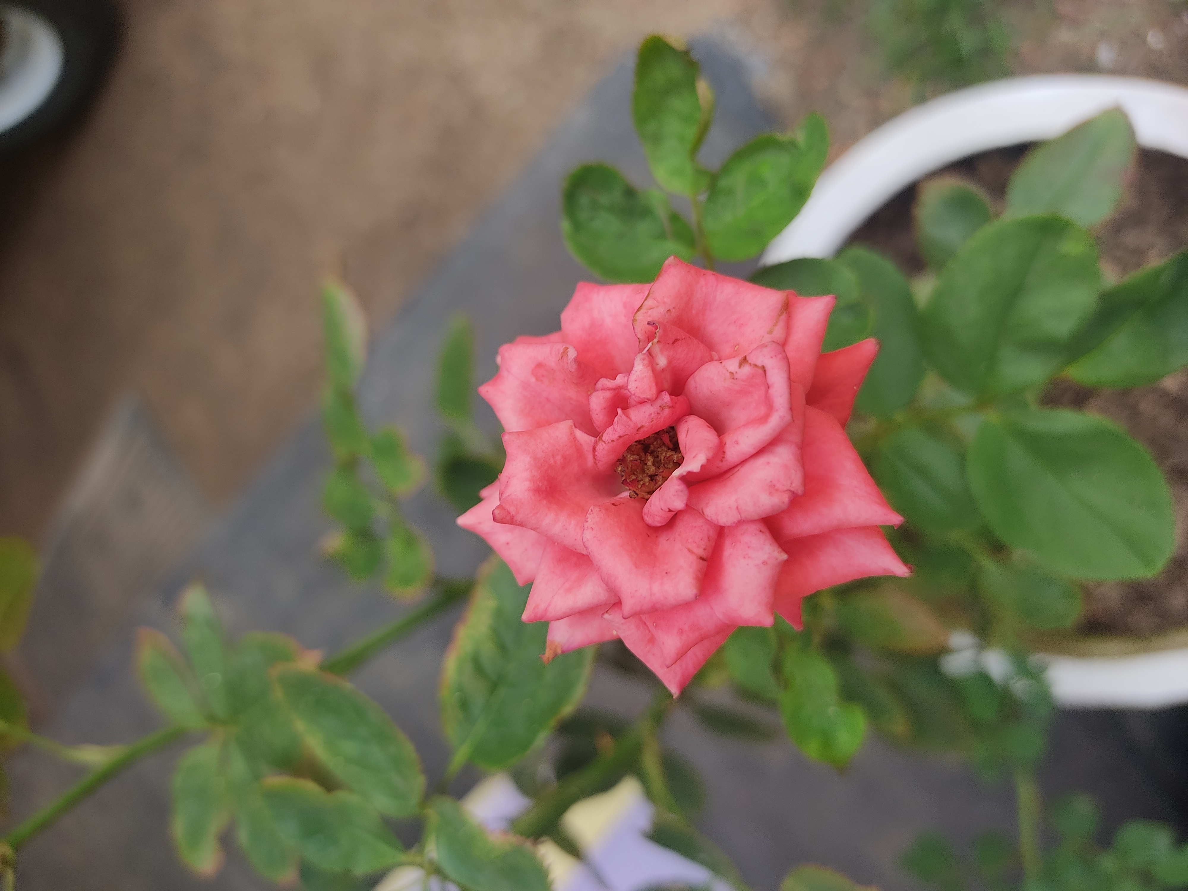 IMG_20210417_160407.jpg