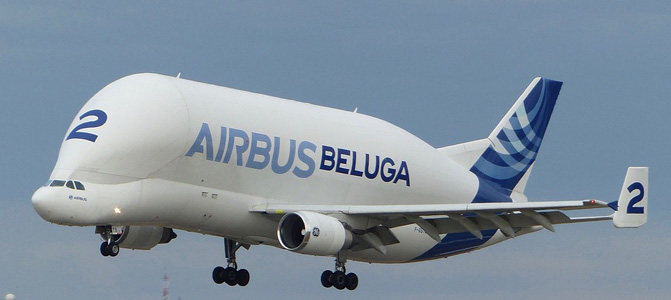 beluga-2665147_960_720-.jpg