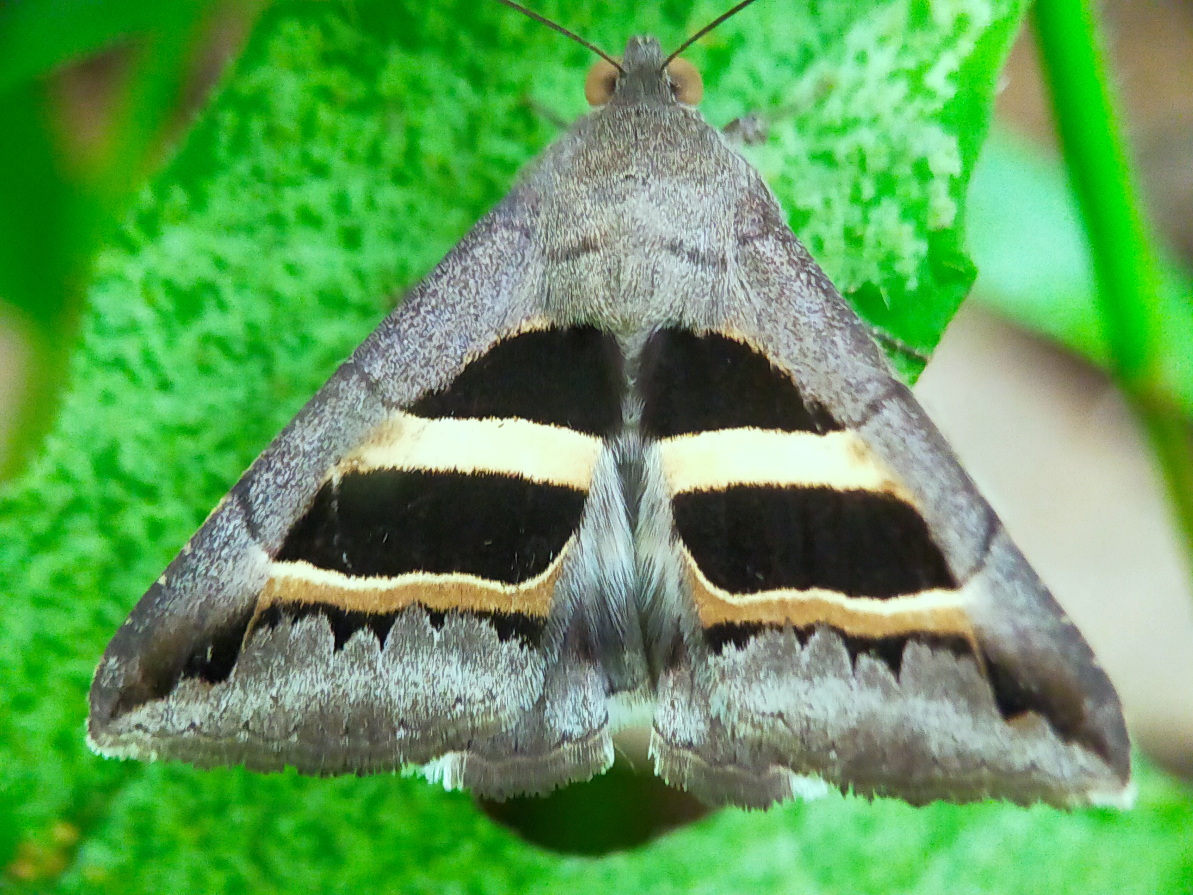 Kupu-Kupu Hitam (8).jpg
