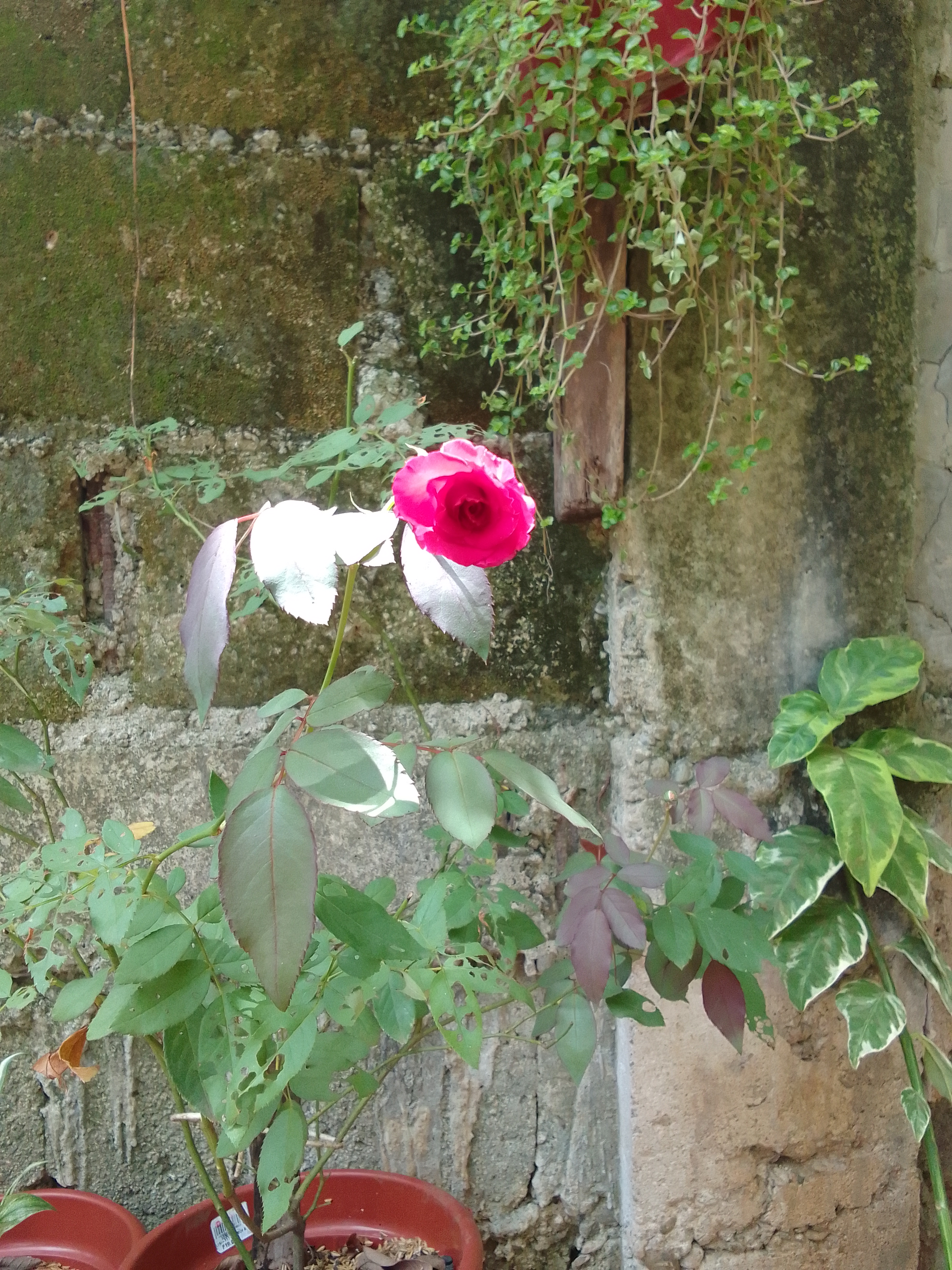 IMG_20210618_130311.jpg