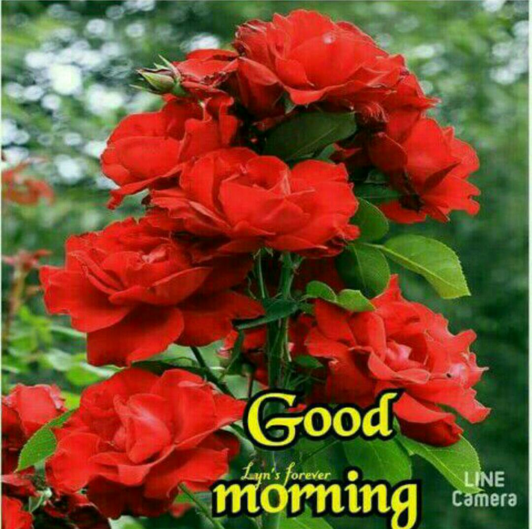 good morning red flower