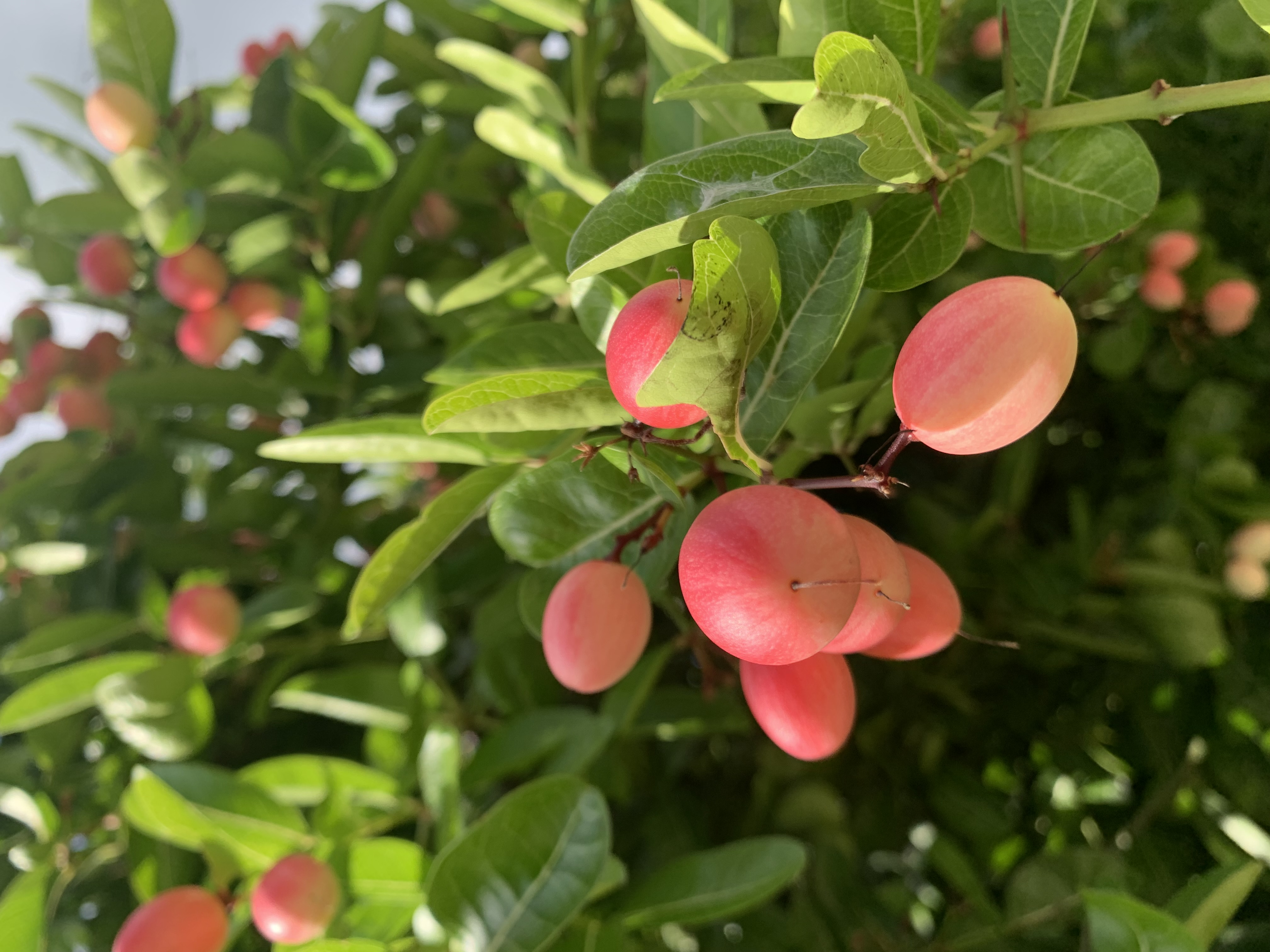 Awesome plant1.jpg