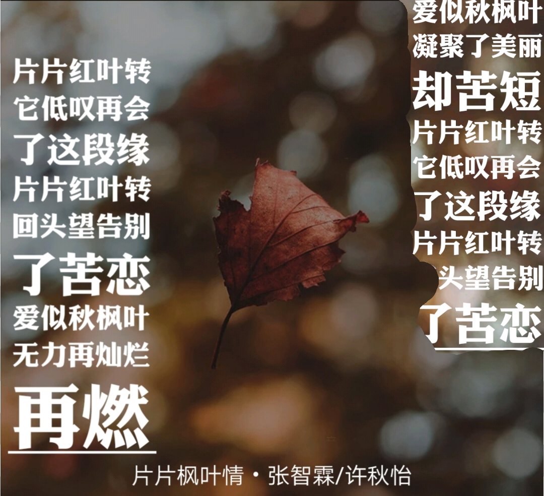 🔊 好声音【片片🍁 枫叶情】