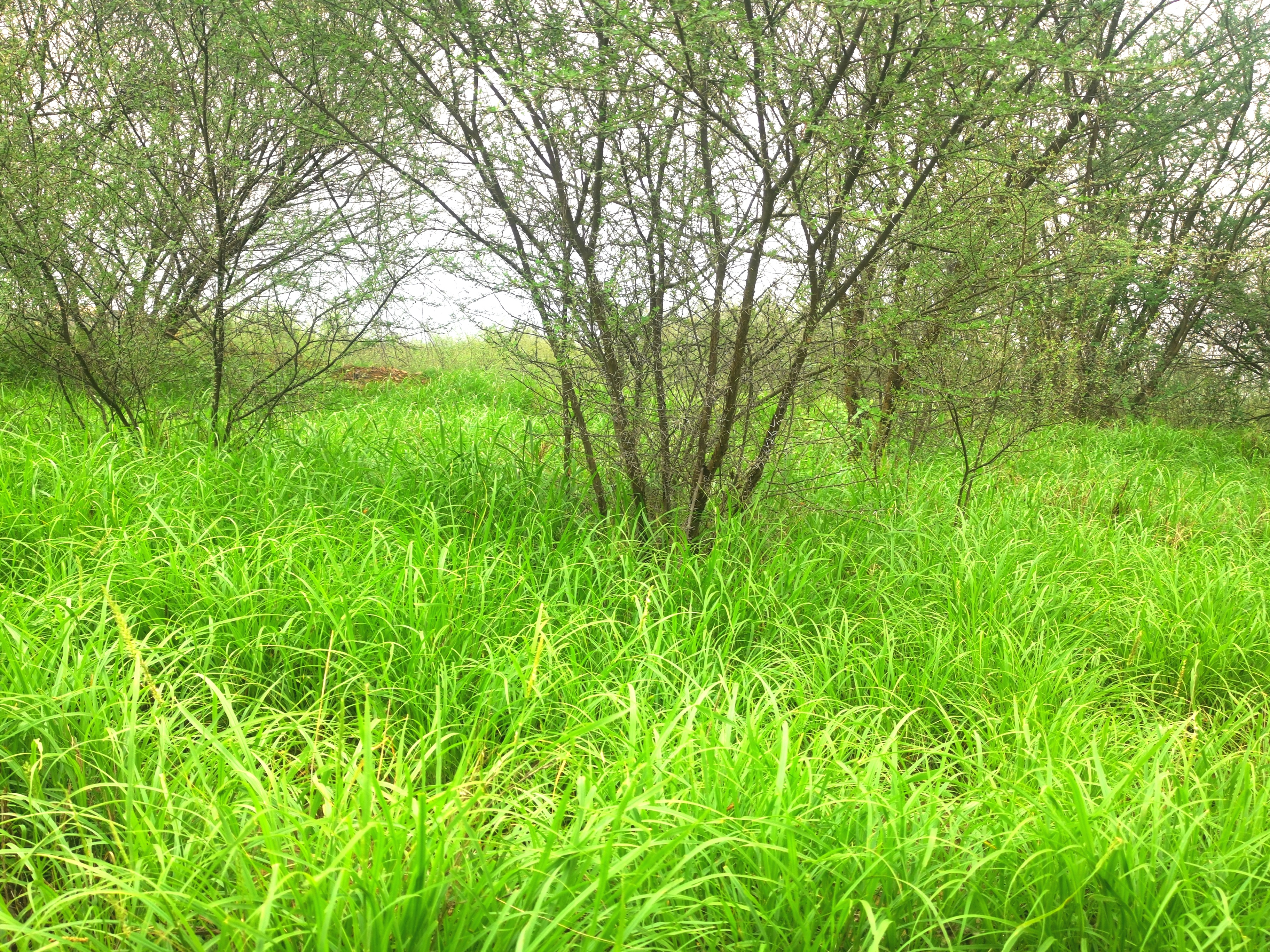 IMG_20200806_180653.jpg