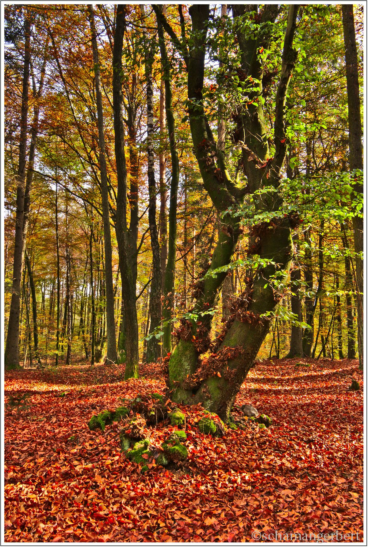 IMG_9429-hdr.jpg