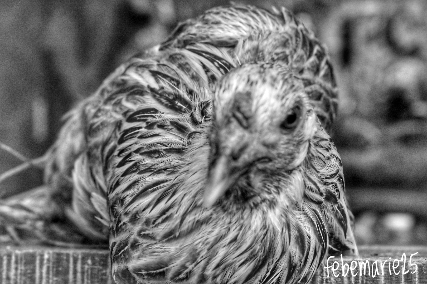 DSC_0072_1-01.jpeg