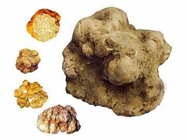 tartufobianco-tm.jpg