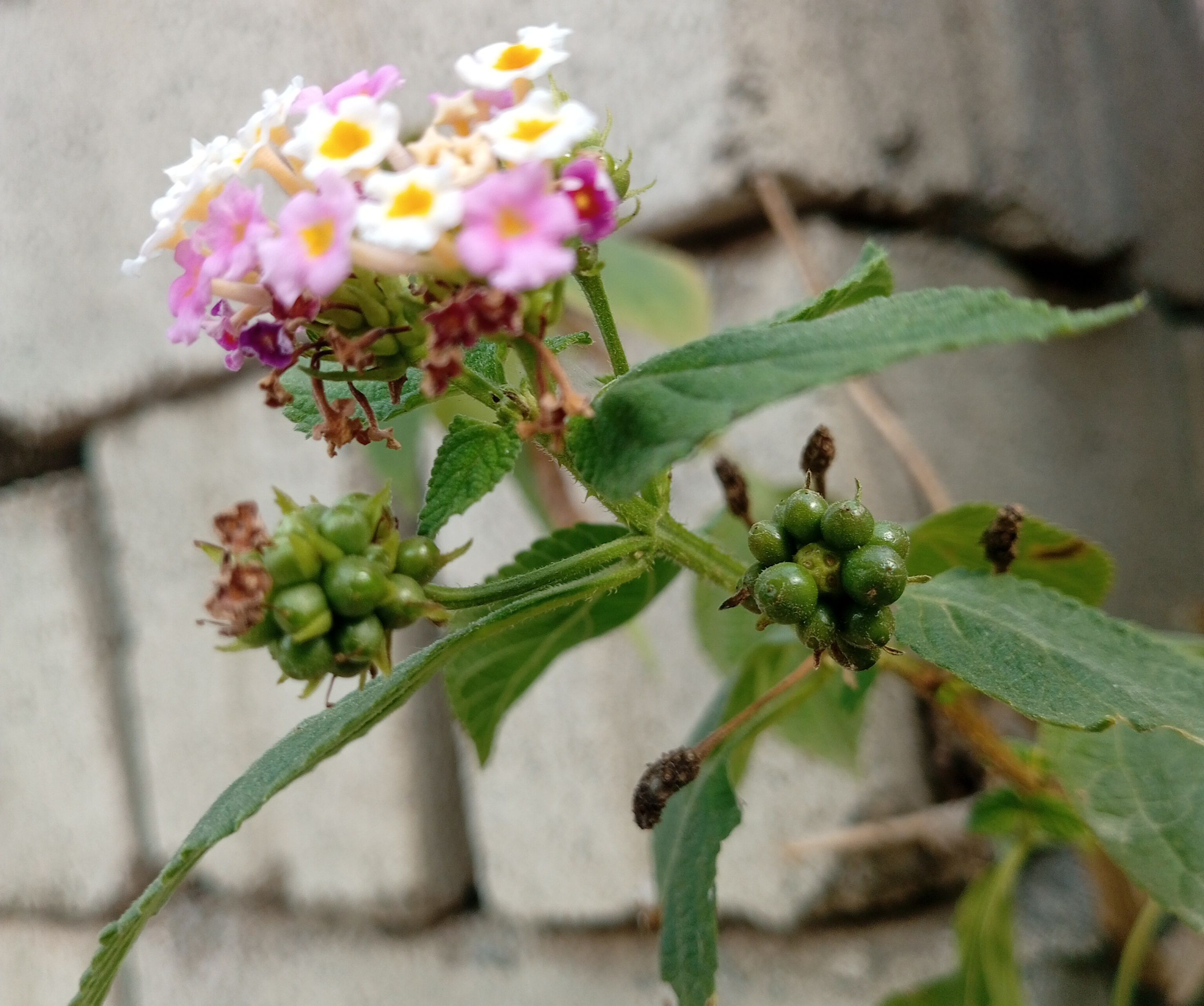 IMG_20260414_082014~2.jpg