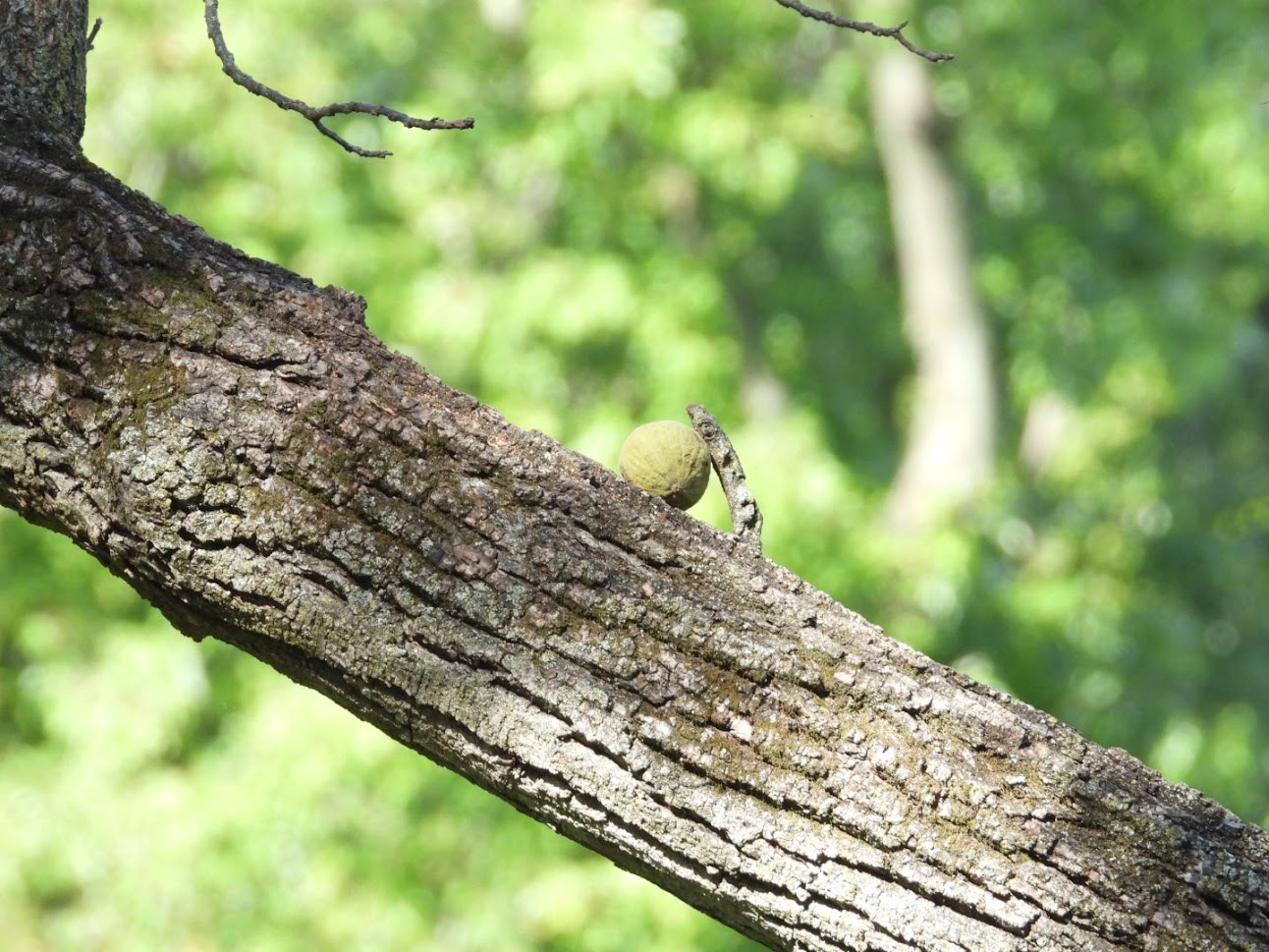 Black walnut on a tree branch - wide angle