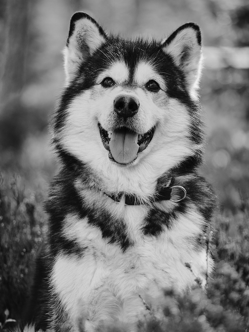 dog-7330713_1280.jpg