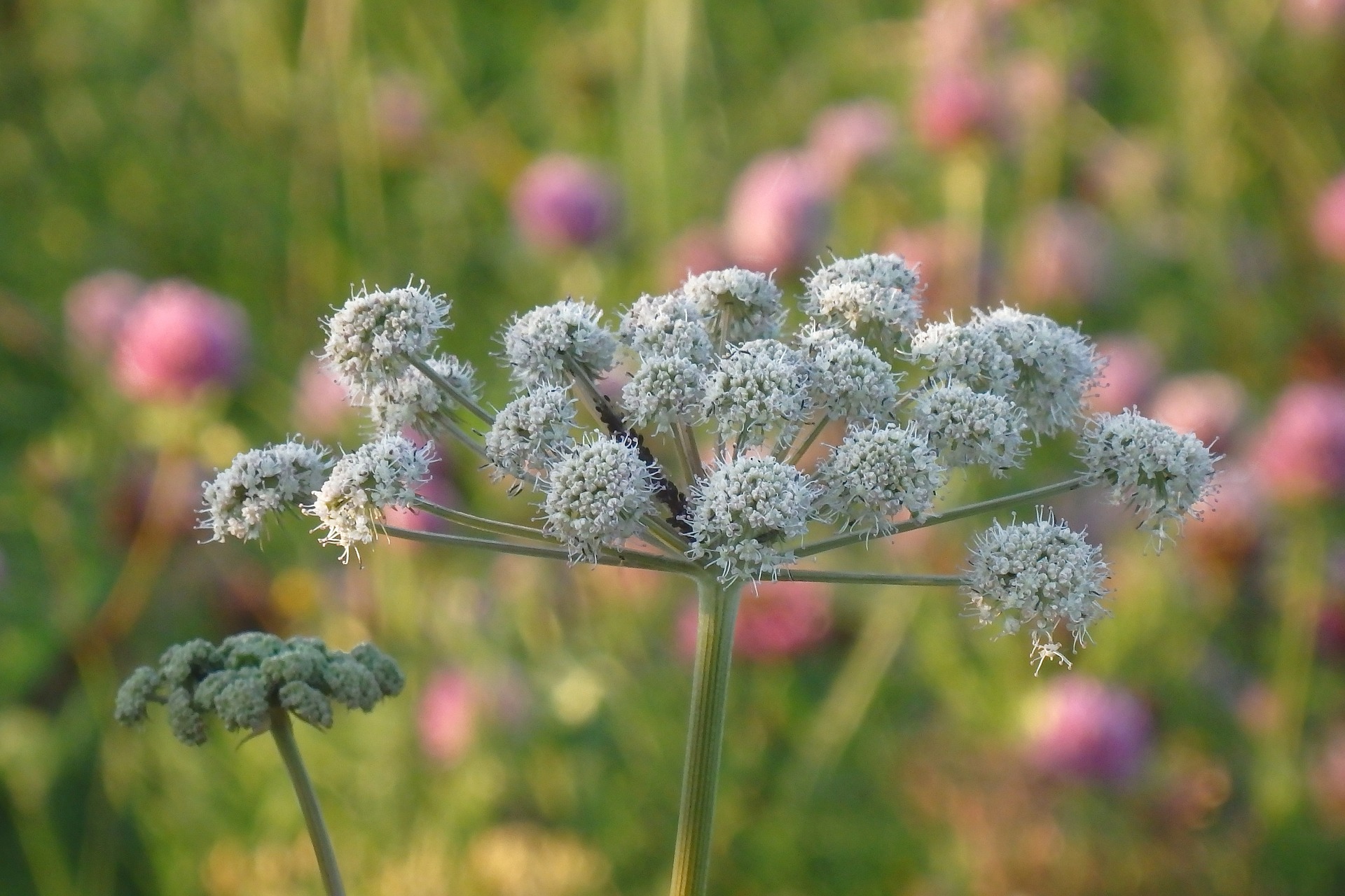 angelica-400956_1920.jpg
