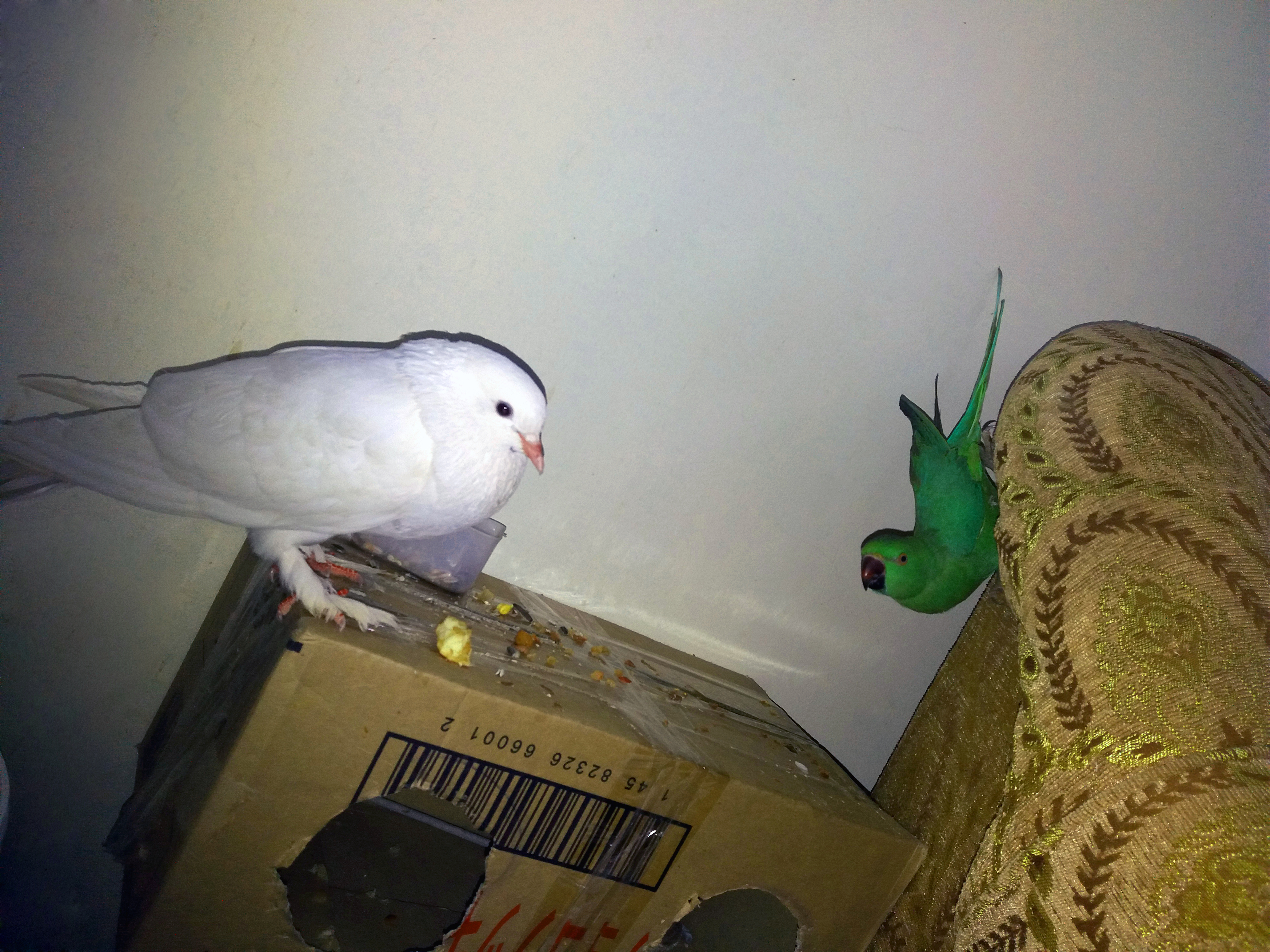 20180327_220033.jpg