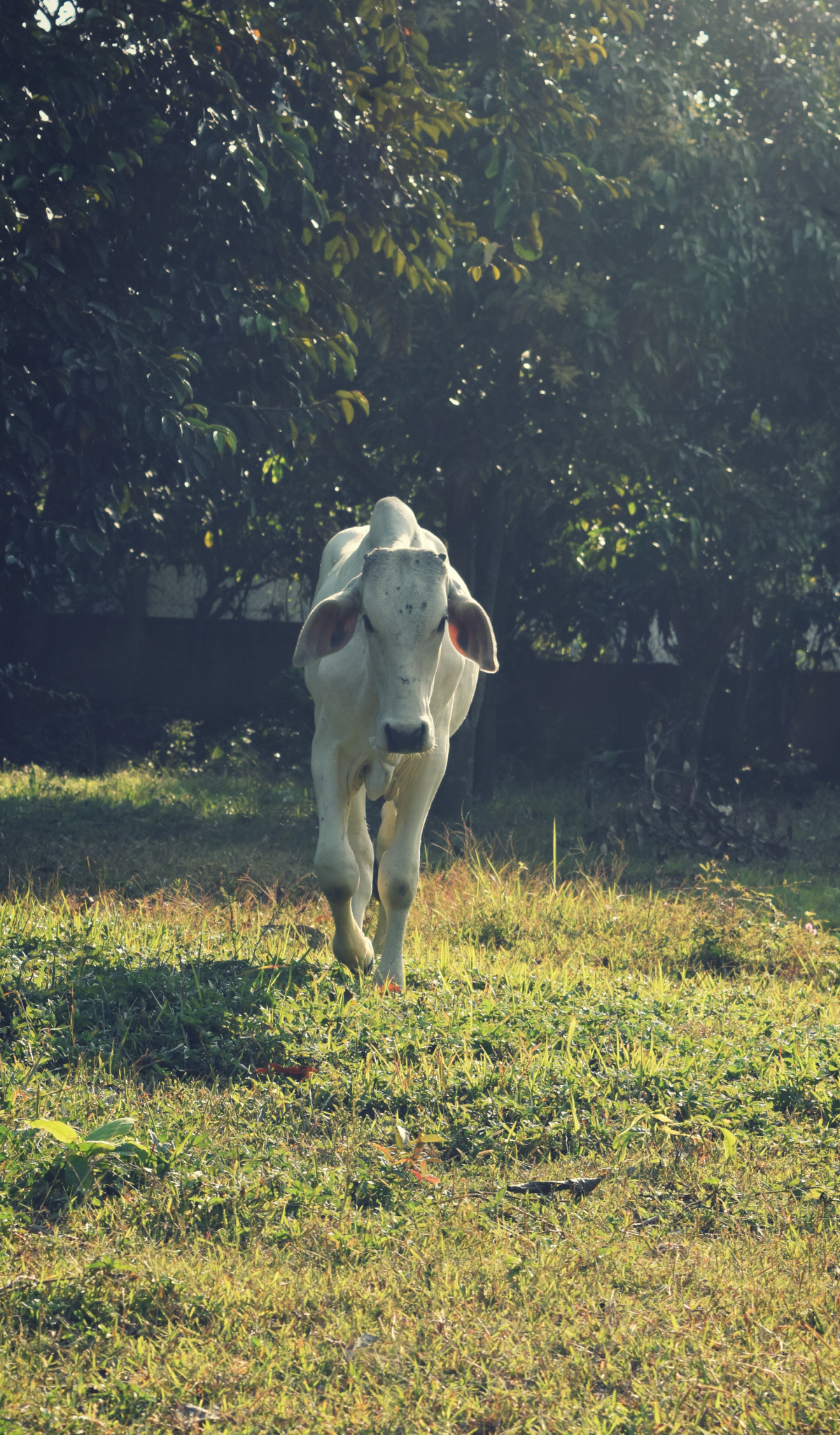 BULL_1.jpg