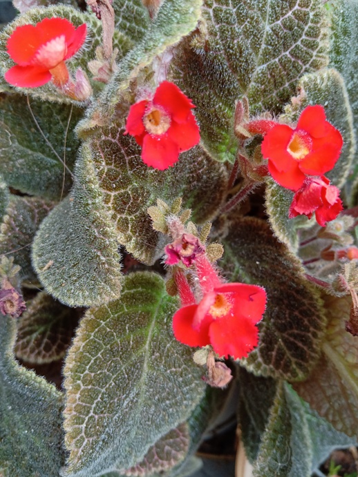 flower.jpg