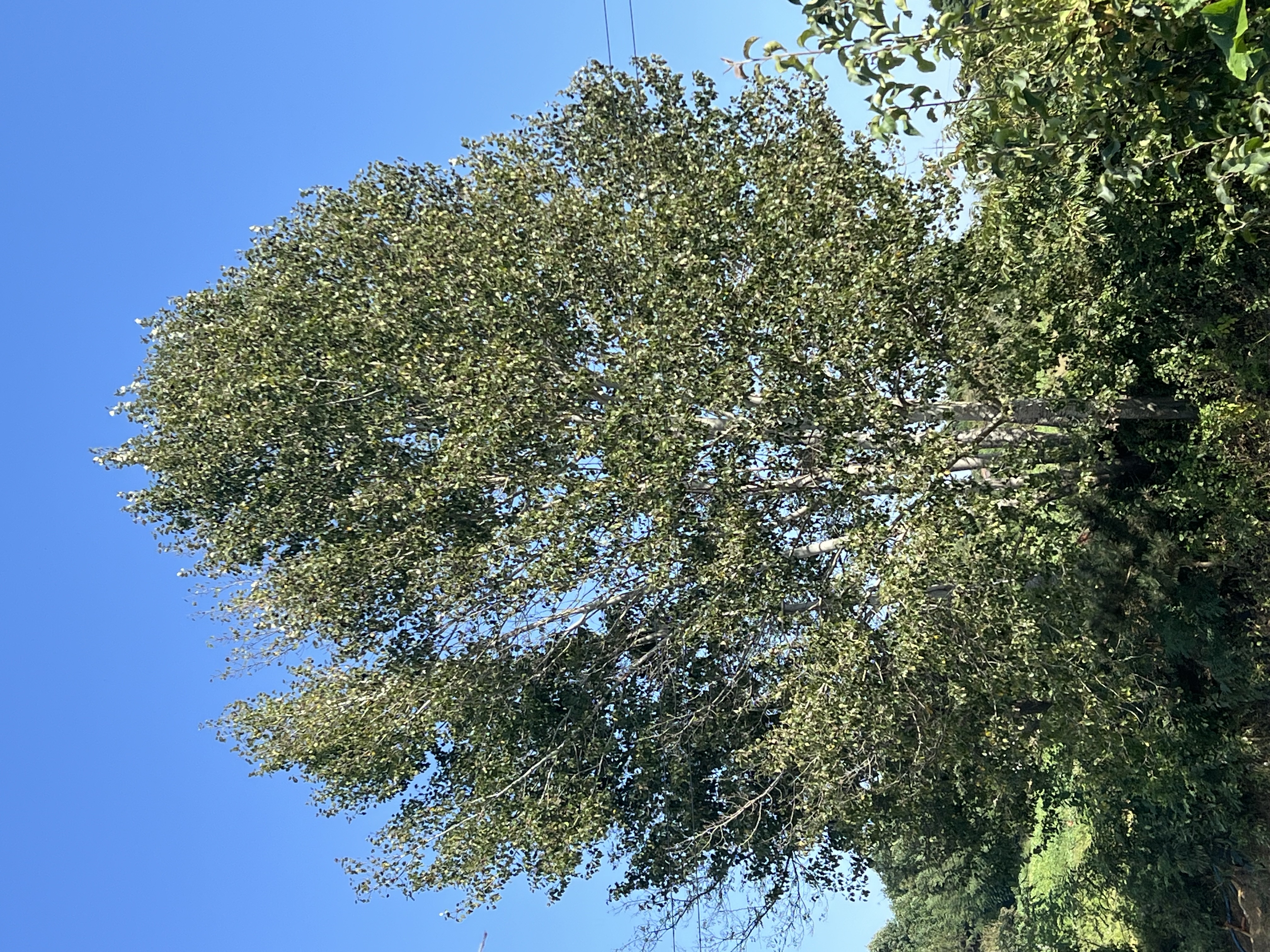 IMG_5397.jpeg