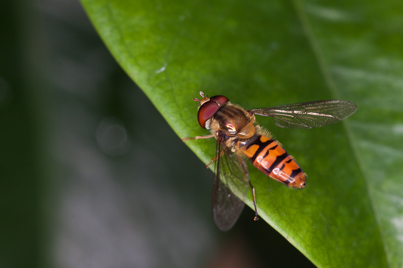Episyrphus_balteatus_05.jpg