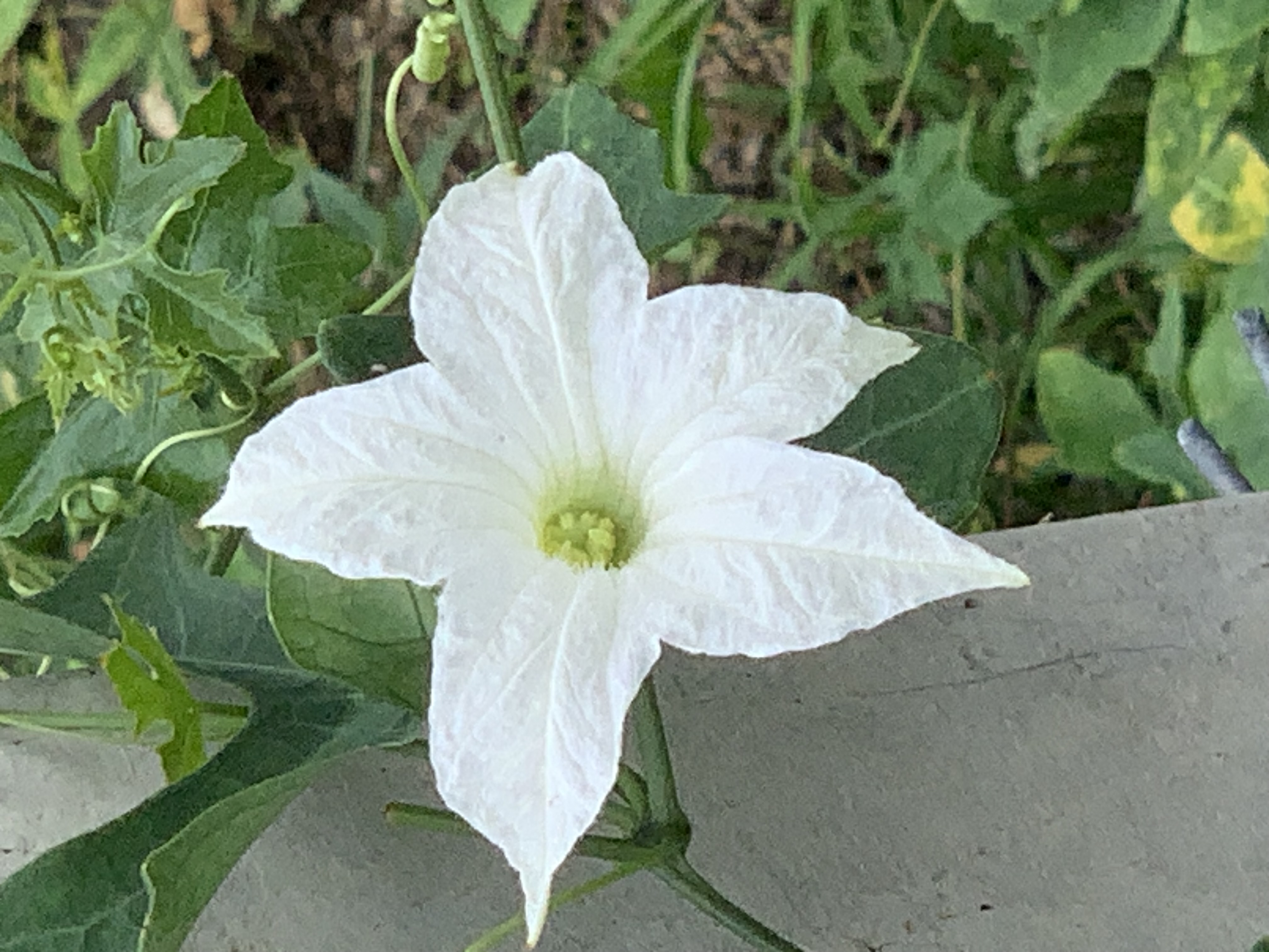Gorgeous white wildflowers3.jpg