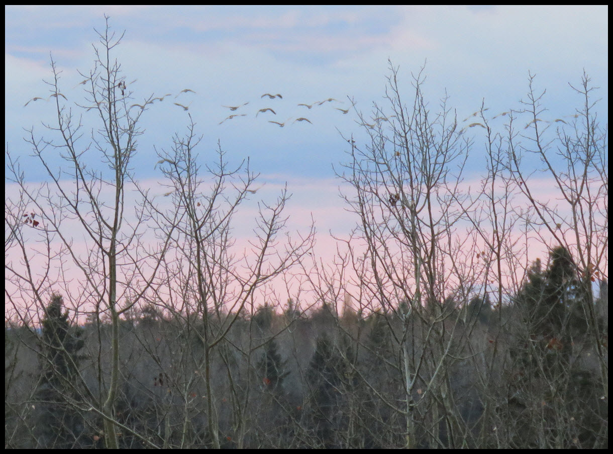 flock of geese flying just above trees with pink sunset in the sky.JPG