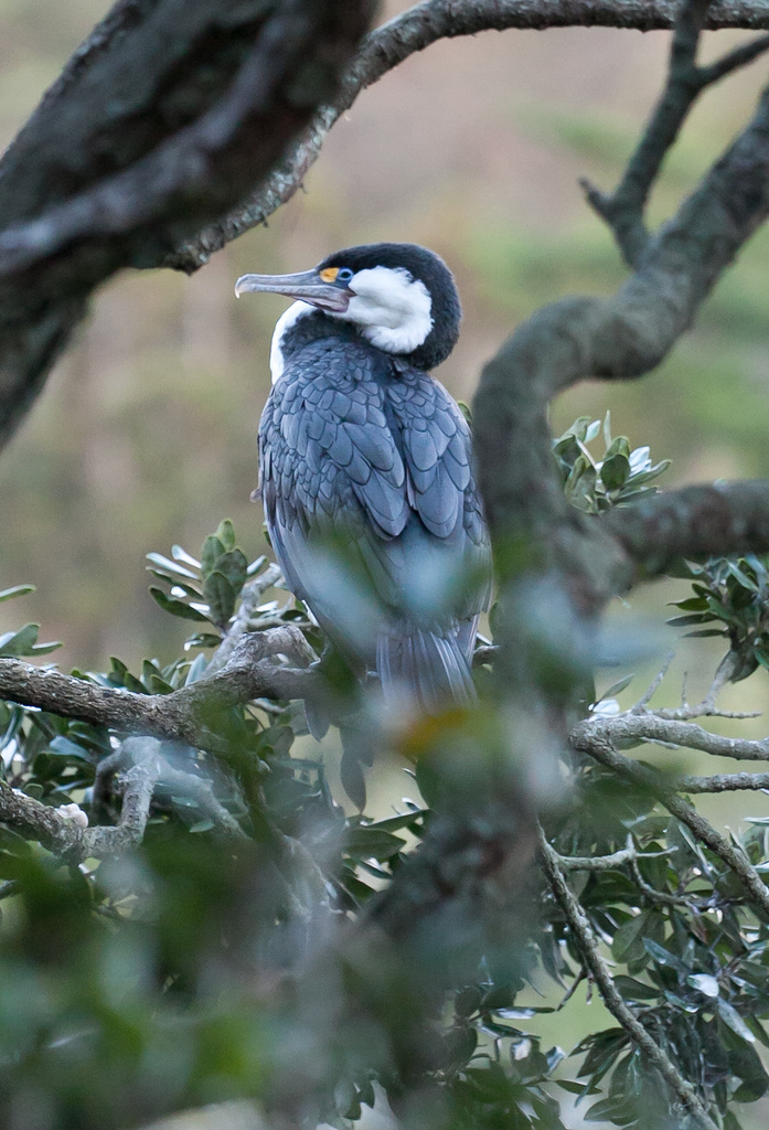 6150108232-kormoran (FILEminimizer).jpg