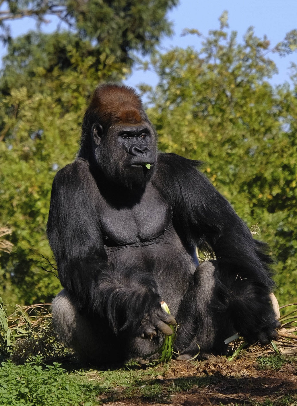 Gorilla (1 of 1).jpg
