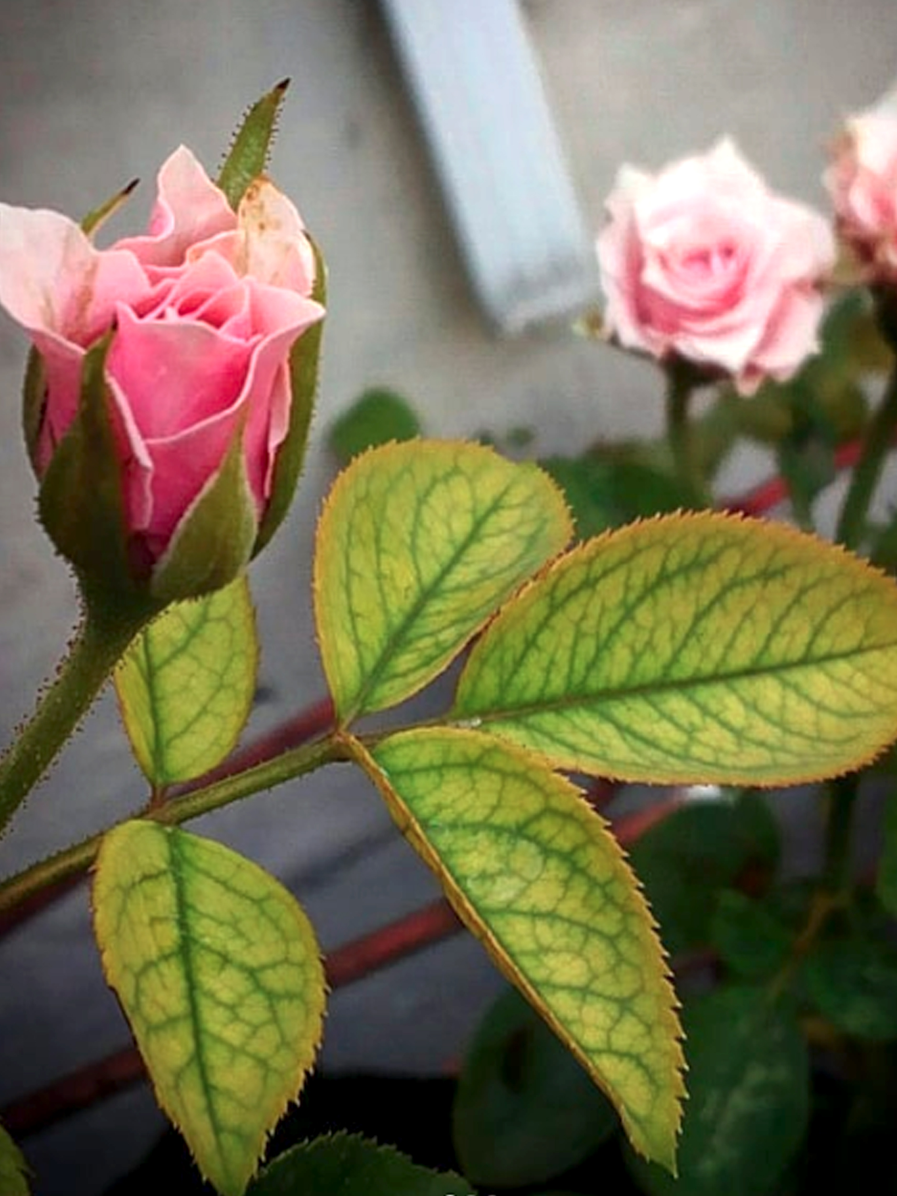 20180824_172551.jpg
