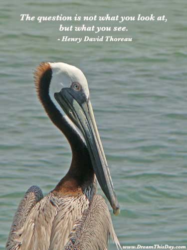 thoreau-look-at-see.jpg